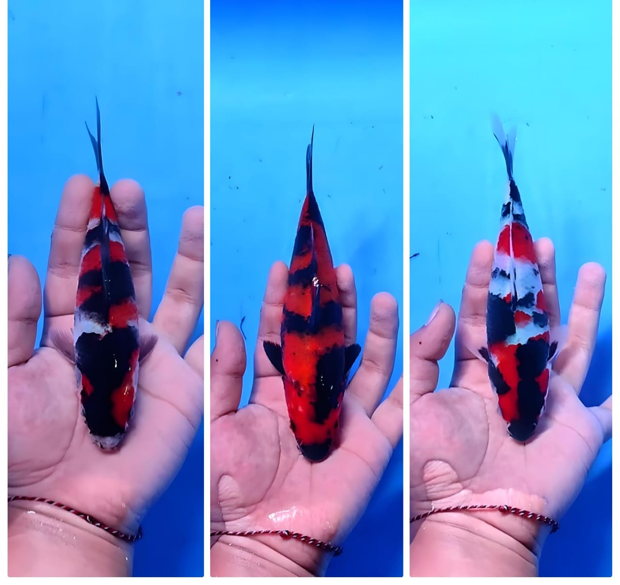 Lelang Koi Online, Jual Beli Ikan Koi, Pasar Koi Terbaik, Agen Lelang Koi, Penawaran Koi Berkualitas, Harga Jual Koi, Lelang Ikan Koi Import, Beli Koi Online, Jual Koi Murah, Koi Showroom, Penjual Koi Terpercaya, Lelang Koi Jakarta, Jual Koi Lokal, Koi Kualitas Unggul, Harga Terbaik Koi, Jual Koi Indukan, Lelang Ikan Hias Koi, Pasar Koi Indonesia, Beli Koi Berkualitas Tinggi, Koi Farm Terbesar, Jual Beli Koi Impor, Lelang Ikan Koi Kualitas Premium, Daftar Harga Koi Terbaru, Pusat Jual Beli Koi, Info Lelang Koi Hari Ini.
