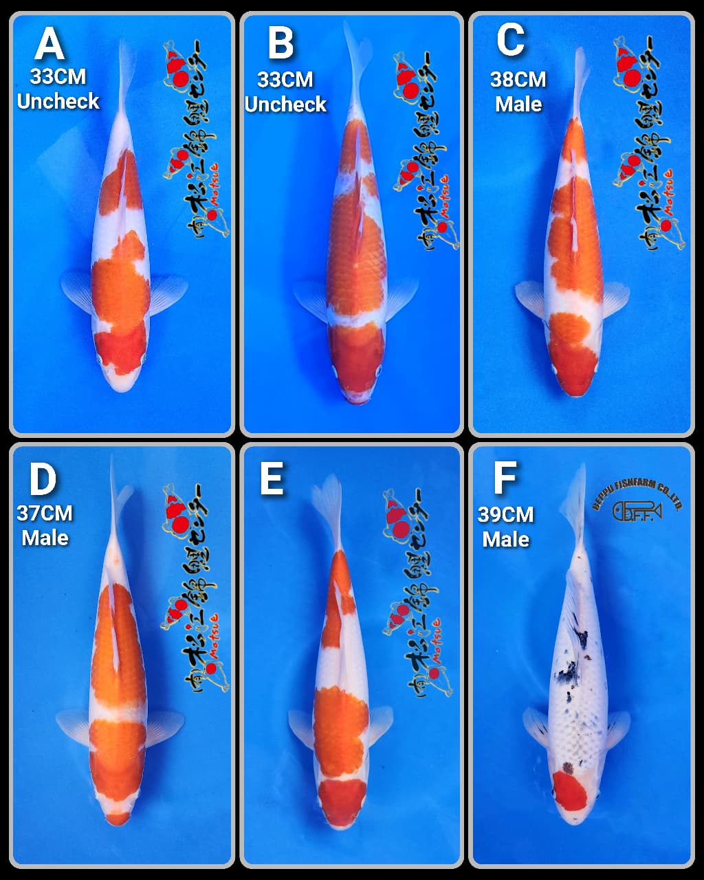Lelang Koi Online, Jual Beli Ikan Koi, Pasar Koi Terbaik, Agen Lelang Koi, Penawaran Koi Berkualitas, Harga Jual Koi, Lelang Ikan Koi Import, Beli Koi Online, Jual Koi Murah, Koi Showroom, Penjual Koi Terpercaya, Lelang Koi Jakarta, Jual Koi Lokal, Koi Kualitas Unggul, Harga Terbaik Koi, Jual Koi Indukan, Lelang Ikan Hias Koi, Pasar Koi Indonesia, Beli Koi Berkualitas Tinggi, Koi Farm Terbesar, Jual Beli Koi Impor, Lelang Ikan Koi Kualitas Premium, Daftar Harga Koi Terbaru, Pusat Jual Beli Koi, Info Lelang Koi Hari Ini.
