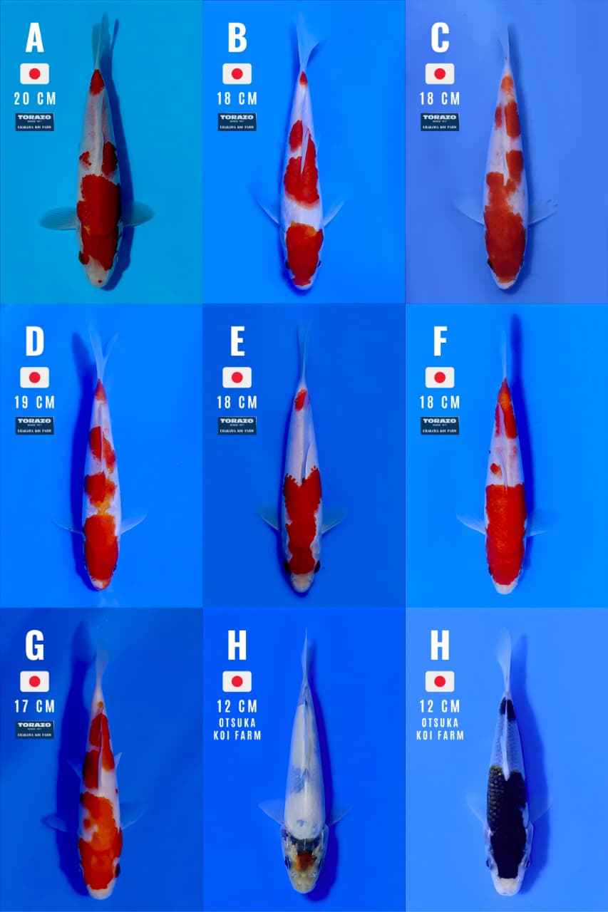 Lelang Koi Online, Jual Beli Ikan Koi, Pasar Koi Terbaik, Agen Lelang Koi, Penawaran Koi Berkualitas, Harga Jual Koi, Lelang Ikan Koi Import, Beli Koi Online, Jual Koi Murah, Koi Showroom, Penjual Koi Terpercaya, Lelang Koi Jakarta, Jual Koi Lokal, Koi Kualitas Unggul, Harga Terbaik Koi, Jual Koi Indukan, Lelang Ikan Hias Koi, Pasar Koi Indonesia, Beli Koi Berkualitas Tinggi, Koi Farm Terbesar, Jual Beli Koi Impor, Lelang Ikan Koi Kualitas Premium, Daftar Harga Koi Terbaru, Pusat Jual Beli Koi, Info Lelang Koi Hari Ini.