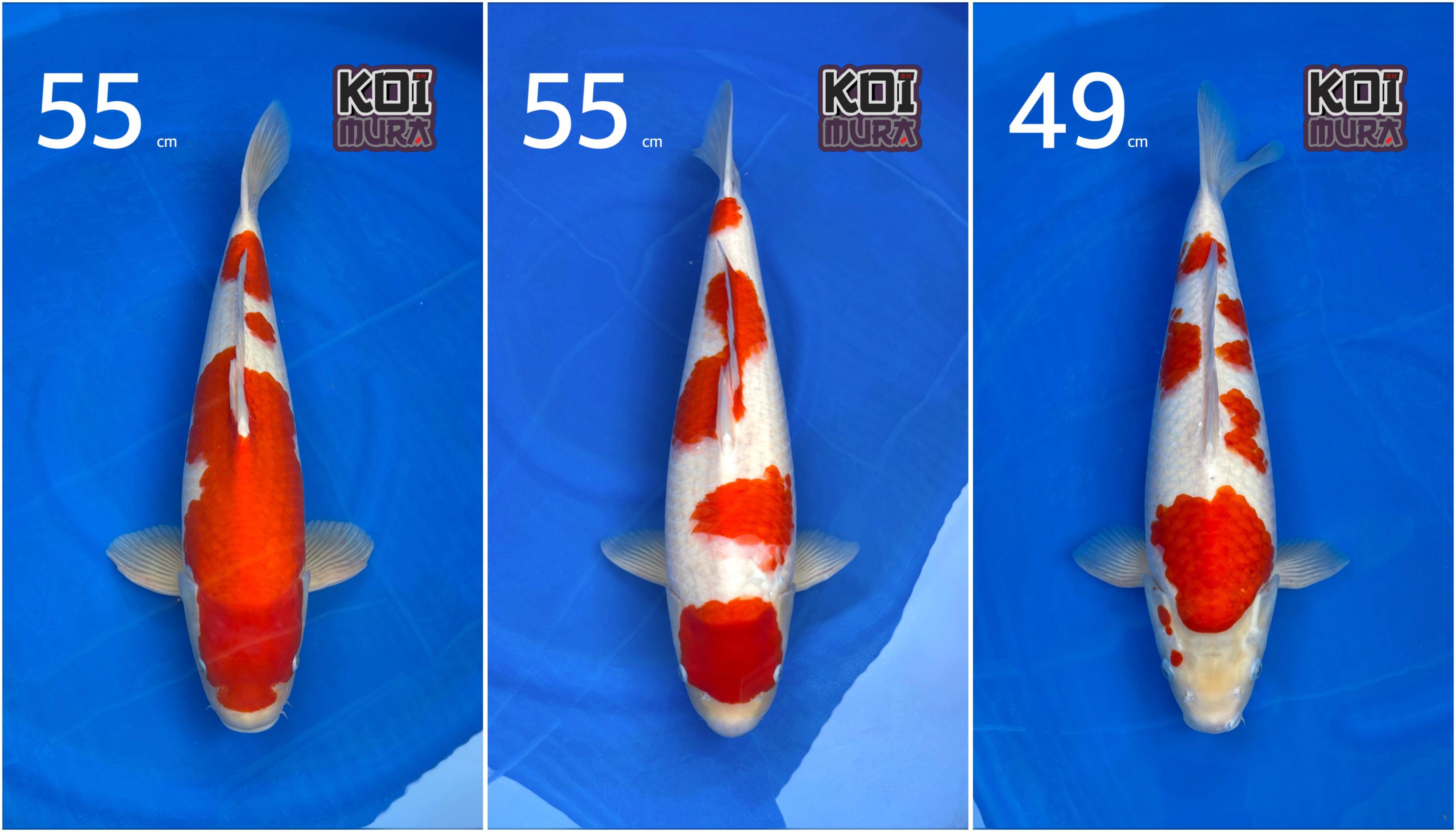 Lelang Koi Online, Jual Beli Ikan Koi, Pasar Koi Terbaik, Agen Lelang Koi, Penawaran Koi Berkualitas, Harga Jual Koi, Lelang Ikan Koi Import, Beli Koi Online, Jual Koi Murah, Koi Showroom, Penjual Koi Terpercaya, Lelang Koi Jakarta, Jual Koi Lokal, Koi Kualitas Unggul, Harga Terbaik Koi, Jual Koi Indukan, Lelang Ikan Hias Koi, Pasar Koi Indonesia, Beli Koi Berkualitas Tinggi, Koi Farm Terbesar, Jual Beli Koi Impor, Lelang Ikan Koi Kualitas Premium, Daftar Harga Koi Terbaru, Pusat Jual Beli Koi, Info Lelang Koi Hari Ini.