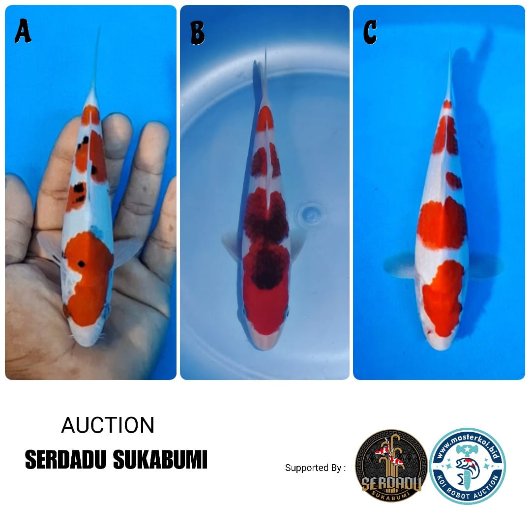 Lelang Koi Online, Jual Beli Ikan Koi, Pasar Koi Terbaik, Agen Lelang Koi, Penawaran Koi Berkualitas, Harga Jual Koi, Lelang Ikan Koi Import, Beli Koi Online, Jual Koi Murah, Koi Showroom, Penjual Koi Terpercaya, Lelang Koi Jakarta, Jual Koi Lokal, Koi Kualitas Unggul, Harga Terbaik Koi, Jual Koi Indukan, Lelang Ikan Hias Koi, Pasar Koi Indonesia, Beli Koi Berkualitas Tinggi, Koi Farm Terbesar, Jual Beli Koi Impor, Lelang Ikan Koi Kualitas Premium, Daftar Harga Koi Terbaru, Pusat Jual Beli Koi, Info Lelang Koi Hari Ini.