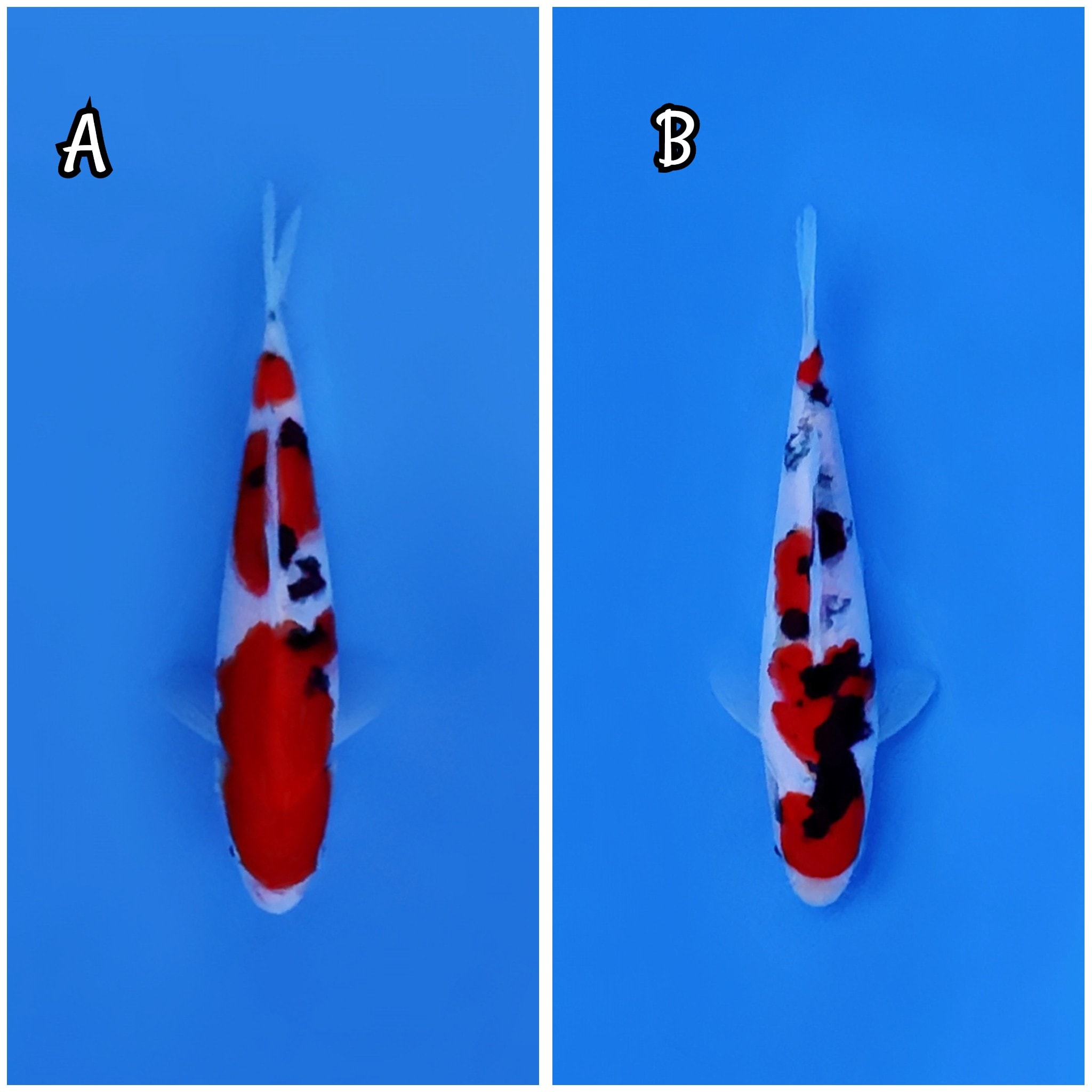 Lelang Koi Online, Jual Beli Ikan Koi, Pasar Koi Terbaik, Agen Lelang Koi, Penawaran Koi Berkualitas, Harga Jual Koi, Lelang Ikan Koi Import, Beli Koi Online, Jual Koi Murah, Koi Showroom, Penjual Koi Terpercaya, Lelang Koi Jakarta, Jual Koi Lokal, Koi Kualitas Unggul, Harga Terbaik Koi, Jual Koi Indukan, Lelang Ikan Hias Koi, Pasar Koi Indonesia, Beli Koi Berkualitas Tinggi, Koi Farm Terbesar, Jual Beli Koi Impor, Lelang Ikan Koi Kualitas Premium, Daftar Harga Koi Terbaru, Pusat Jual Beli Koi, Info Lelang Koi Hari Ini.