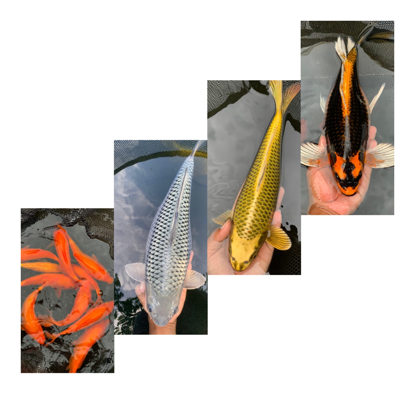 Lelang Koi Online, Jual Beli Ikan Koi, Pasar Koi Terbaik, Agen Lelang Koi, Penawaran Koi Berkualitas, Harga Jual Koi, Lelang Ikan Koi Import, Beli Koi Online, Jual Koi Murah, Koi Showroom, Penjual Koi Terpercaya, Lelang Koi Jakarta, Jual Koi Lokal, Koi Kualitas Unggul, Harga Terbaik Koi, Jual Koi Indukan, Lelang Ikan Hias Koi, Pasar Koi Indonesia, Beli Koi Berkualitas Tinggi, Koi Farm Terbesar, Jual Beli Koi Impor, Lelang Ikan Koi Kualitas Premium, Daftar Harga Koi Terbaru, Pusat Jual Beli Koi, Info Lelang Koi Hari Ini.
