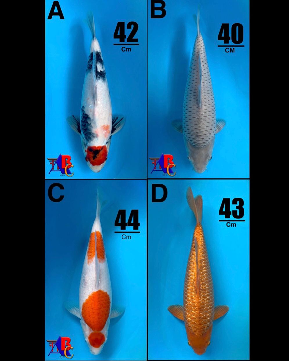 Lelang Koi Online, Jual Beli Ikan Koi, Pasar Koi Terbaik, Agen Lelang Koi, Penawaran Koi Berkualitas, Harga Jual Koi, Lelang Ikan Koi Import, Beli Koi Online, Jual Koi Murah, Koi Showroom, Penjual Koi Terpercaya, Lelang Koi Jakarta, Jual Koi Lokal, Koi Kualitas Unggul, Harga Terbaik Koi, Jual Koi Indukan, Lelang Ikan Hias Koi, Pasar Koi Indonesia, Beli Koi Berkualitas Tinggi, Koi Farm Terbesar, Jual Beli Koi Impor, Lelang Ikan Koi Kualitas Premium, Daftar Harga Koi Terbaru, Pusat Jual Beli Koi, Info Lelang Koi Hari Ini.