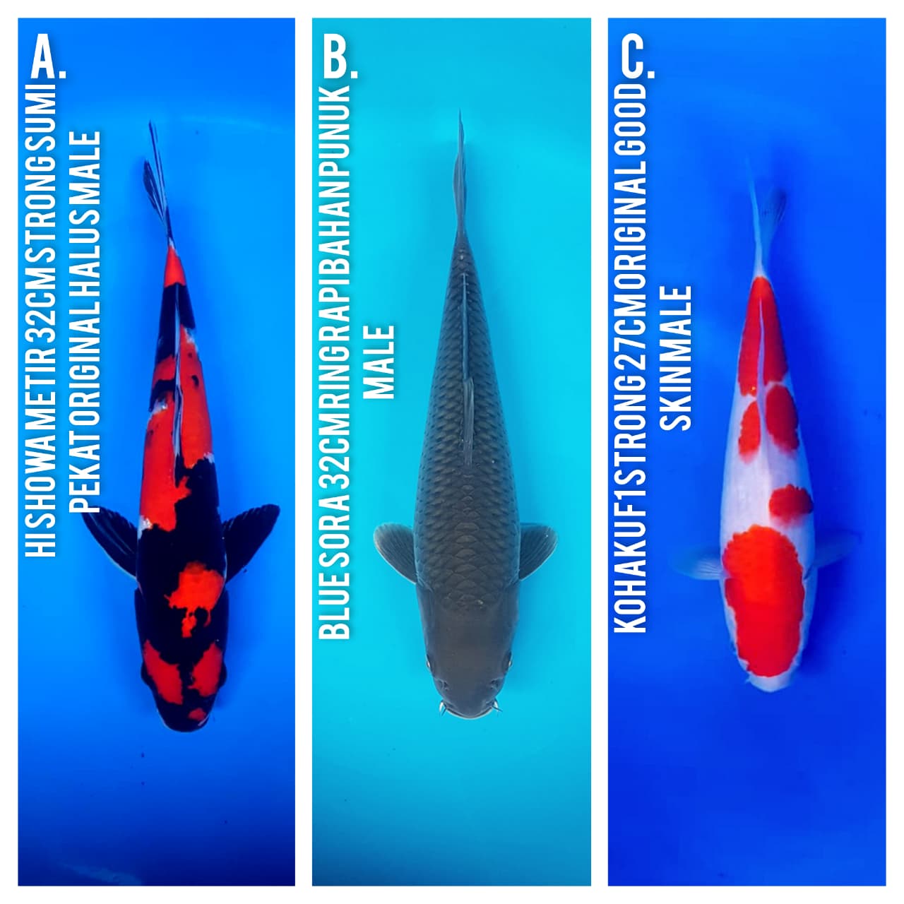 Lelang Koi Online, Jual Beli Ikan Koi, Pasar Koi Terbaik, Agen Lelang Koi, Penawaran Koi Berkualitas, Harga Jual Koi, Lelang Ikan Koi Import, Beli Koi Online, Jual Koi Murah, Koi Showroom, Penjual Koi Terpercaya, Lelang Koi Jakarta, Jual Koi Lokal, Koi Kualitas Unggul, Harga Terbaik Koi, Jual Koi Indukan, Lelang Ikan Hias Koi, Pasar Koi Indonesia, Beli Koi Berkualitas Tinggi, Koi Farm Terbesar, Jual Beli Koi Impor, Lelang Ikan Koi Kualitas Premium, Daftar Harga Koi Terbaru, Pusat Jual Beli Koi, Info Lelang Koi Hari Ini.