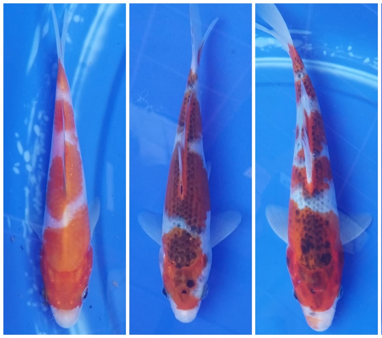 Lelang Koi Online, Jual Beli Ikan Koi, Pasar Koi Terbaik, Agen Lelang Koi, Penawaran Koi Berkualitas, Harga Jual Koi, Lelang Ikan Koi Import, Beli Koi Online, Jual Koi Murah, Koi Showroom, Penjual Koi Terpercaya, Lelang Koi Jakarta, Jual Koi Lokal, Koi Kualitas Unggul, Harga Terbaik Koi, Jual Koi Indukan, Lelang Ikan Hias Koi, Pasar Koi Indonesia, Beli Koi Berkualitas Tinggi, Koi Farm Terbesar, Jual Beli Koi Impor, Lelang Ikan Koi Kualitas Premium, Daftar Harga Koi Terbaru, Pusat Jual Beli Koi, Info Lelang Koi Hari Ini.