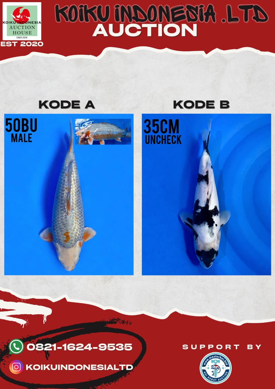 Lelang Koi Online, Jual Beli Ikan Koi, Pasar Koi Terbaik, Agen Lelang Koi, Penawaran Koi Berkualitas, Harga Jual Koi, Lelang Ikan Koi Import, Beli Koi Online, Jual Koi Murah, Koi Showroom, Penjual Koi Terpercaya, Lelang Koi Jakarta, Jual Koi Lokal, Koi Kualitas Unggul, Harga Terbaik Koi, Jual Koi Indukan, Lelang Ikan Hias Koi, Pasar Koi Indonesia, Beli Koi Berkualitas Tinggi, Koi Farm Terbesar, Jual Beli Koi Impor, Lelang Ikan Koi Kualitas Premium, Daftar Harga Koi Terbaru, Pusat Jual Beli Koi, Info Lelang Koi Hari Ini.