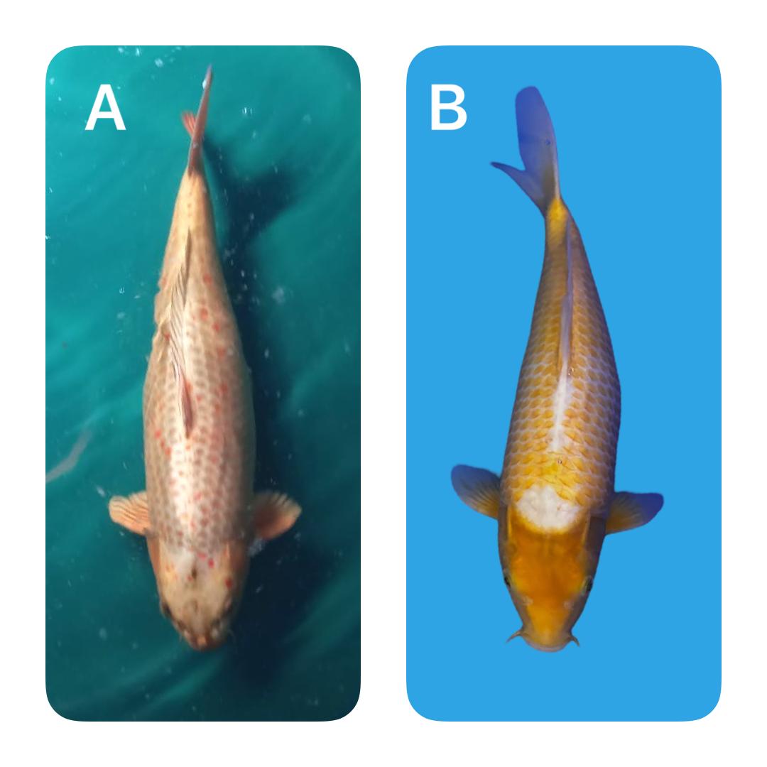Lelang Koi Online, Jual Beli Ikan Koi, Pasar Koi Terbaik, Agen Lelang Koi, Penawaran Koi Berkualitas, Harga Jual Koi, Lelang Ikan Koi Import, Beli Koi Online, Jual Koi Murah, Koi Showroom, Penjual Koi Terpercaya, Lelang Koi Jakarta, Jual Koi Lokal, Koi Kualitas Unggul, Harga Terbaik Koi, Jual Koi Indukan, Lelang Ikan Hias Koi, Pasar Koi Indonesia, Beli Koi Berkualitas Tinggi, Koi Farm Terbesar, Jual Beli Koi Impor, Lelang Ikan Koi Kualitas Premium, Daftar Harga Koi Terbaru, Pusat Jual Beli Koi, Info Lelang Koi Hari Ini.