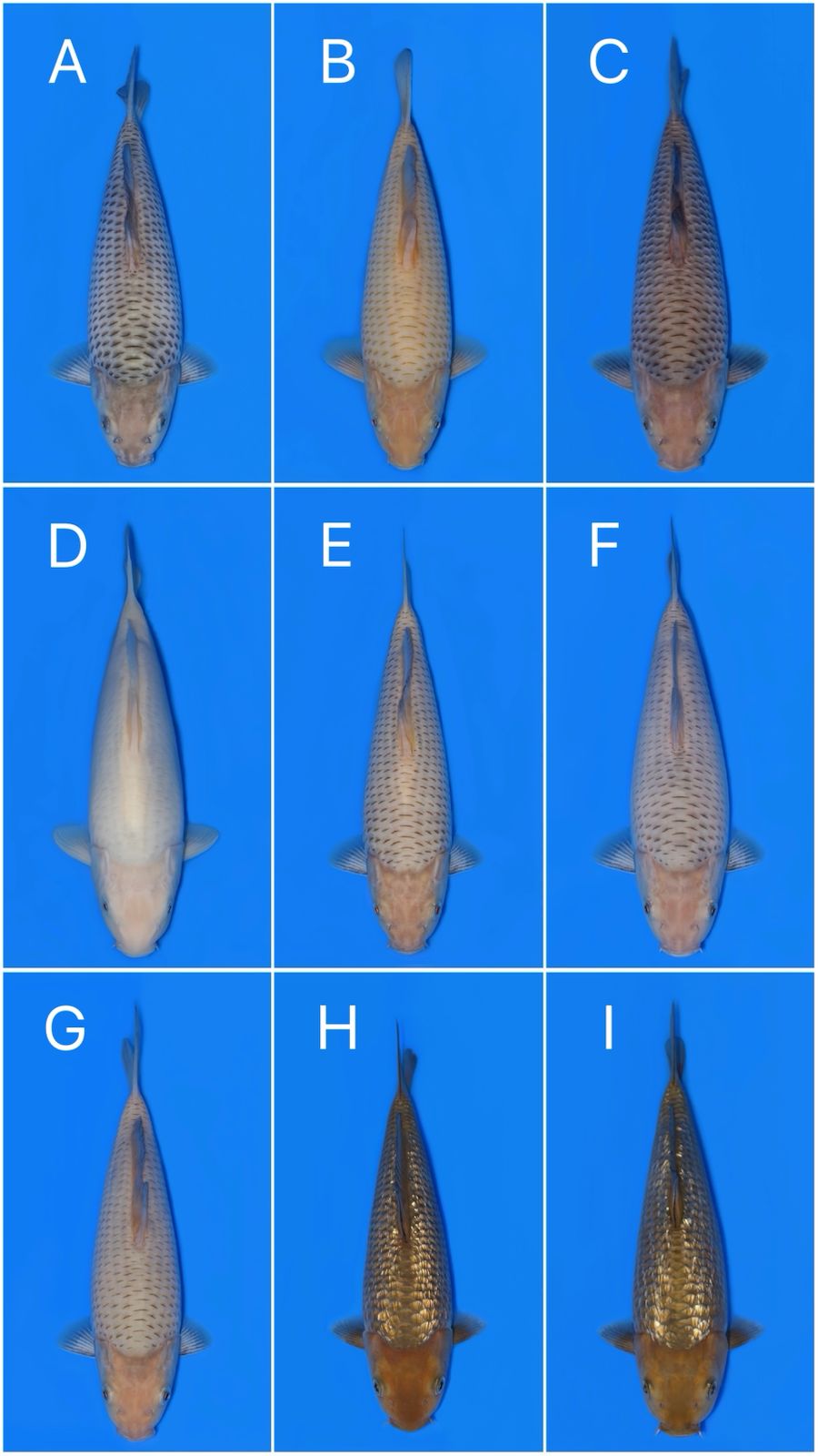 Lelang Koi Online, Jual Beli Ikan Koi, Pasar Koi Terbaik, Agen Lelang Koi, Penawaran Koi Berkualitas, Harga Jual Koi, Lelang Ikan Koi Import, Beli Koi Online, Jual Koi Murah, Koi Showroom, Penjual Koi Terpercaya, Lelang Koi Jakarta, Jual Koi Lokal, Koi Kualitas Unggul, Harga Terbaik Koi, Jual Koi Indukan, Lelang Ikan Hias Koi, Pasar Koi Indonesia, Beli Koi Berkualitas Tinggi, Koi Farm Terbesar, Jual Beli Koi Impor, Lelang Ikan Koi Kualitas Premium, Daftar Harga Koi Terbaru, Pusat Jual Beli Koi, Info Lelang Koi Hari Ini.