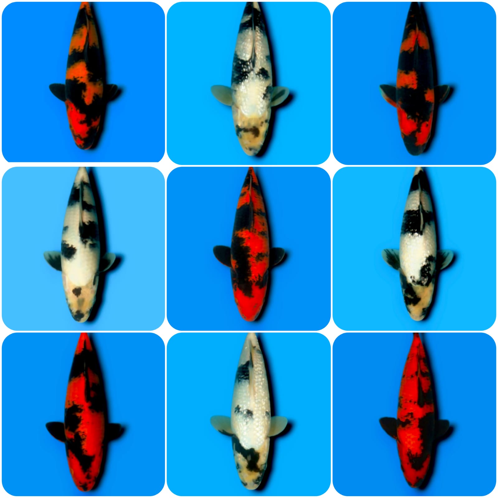 Lelang Koi Online, Jual Beli Ikan Koi, Pasar Koi Terbaik, Agen Lelang Koi, Penawaran Koi Berkualitas, Harga Jual Koi, Lelang Ikan Koi Import, Beli Koi Online, Jual Koi Murah, Koi Showroom, Penjual Koi Terpercaya, Lelang Koi Jakarta, Jual Koi Lokal, Koi Kualitas Unggul, Harga Terbaik Koi, Jual Koi Indukan, Lelang Ikan Hias Koi, Pasar Koi Indonesia, Beli Koi Berkualitas Tinggi, Koi Farm Terbesar, Jual Beli Koi Impor, Lelang Ikan Koi Kualitas Premium, Daftar Harga Koi Terbaru, Pusat Jual Beli Koi, Info Lelang Koi Hari Ini.