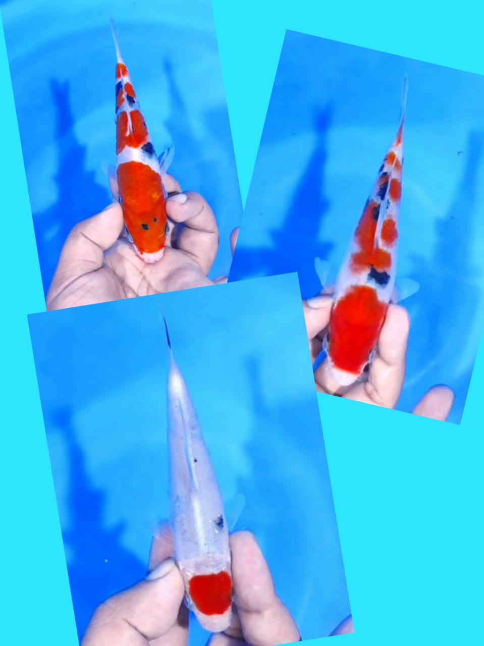 Lelang Koi Online, Jual Beli Ikan Koi, Pasar Koi Terbaik, Agen Lelang Koi, Penawaran Koi Berkualitas, Harga Jual Koi, Lelang Ikan Koi Import, Beli Koi Online, Jual Koi Murah, Koi Showroom, Penjual Koi Terpercaya, Lelang Koi Jakarta, Jual Koi Lokal, Koi Kualitas Unggul, Harga Terbaik Koi, Jual Koi Indukan, Lelang Ikan Hias Koi, Pasar Koi Indonesia, Beli Koi Berkualitas Tinggi, Koi Farm Terbesar, Jual Beli Koi Impor, Lelang Ikan Koi Kualitas Premium, Daftar Harga Koi Terbaru, Pusat Jual Beli Koi, Info Lelang Koi Hari Ini.