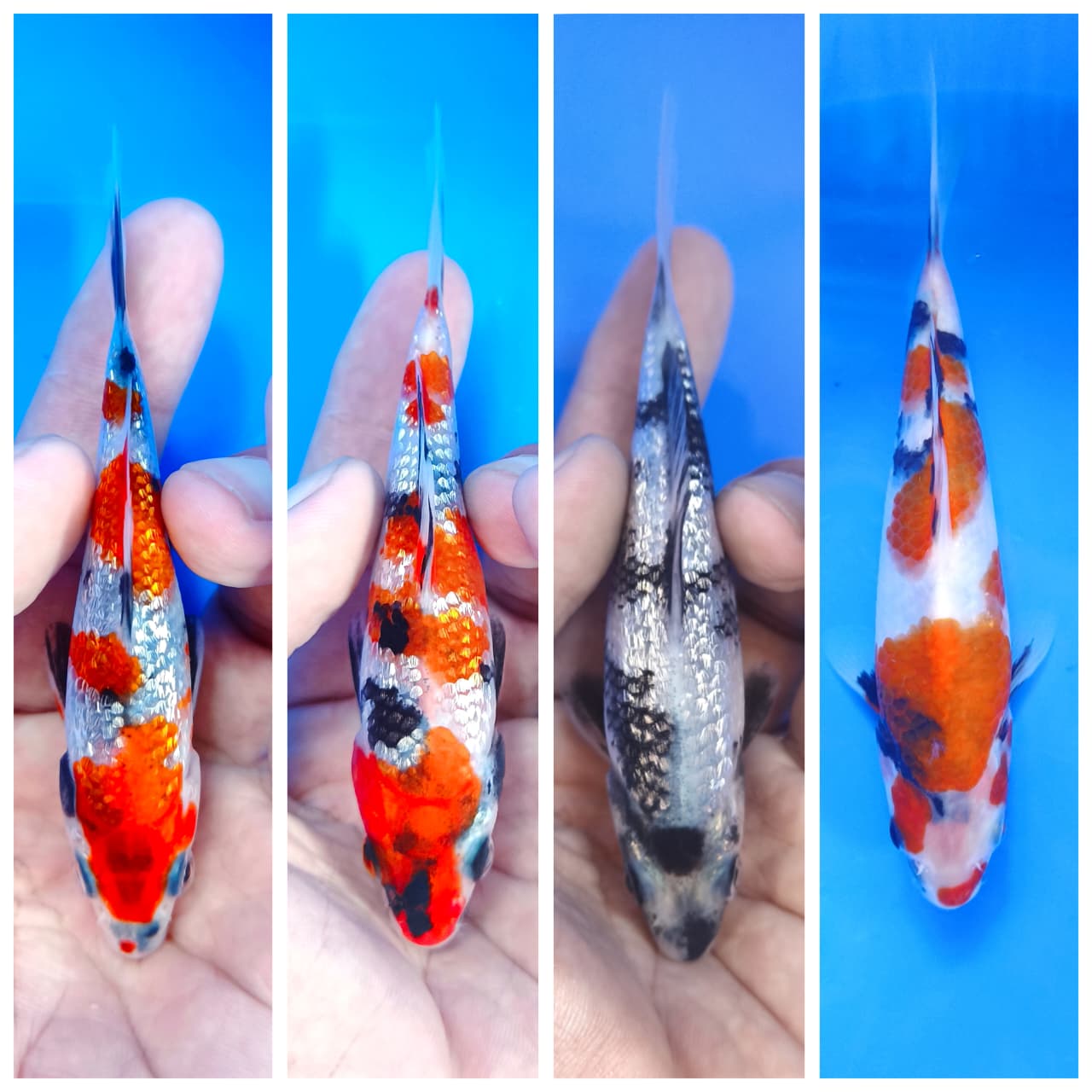 Lelang Koi Online, Jual Beli Ikan Koi, Pasar Koi Terbaik, Agen Lelang Koi, Penawaran Koi Berkualitas, Harga Jual Koi, Lelang Ikan Koi Import, Beli Koi Online, Jual Koi Murah, Koi Showroom, Penjual Koi Terpercaya, Lelang Koi Jakarta, Jual Koi Lokal, Koi Kualitas Unggul, Harga Terbaik Koi, Jual Koi Indukan, Lelang Ikan Hias Koi, Pasar Koi Indonesia, Beli Koi Berkualitas Tinggi, Koi Farm Terbesar, Jual Beli Koi Impor, Lelang Ikan Koi Kualitas Premium, Daftar Harga Koi Terbaru, Pusat Jual Beli Koi, Info Lelang Koi Hari Ini.