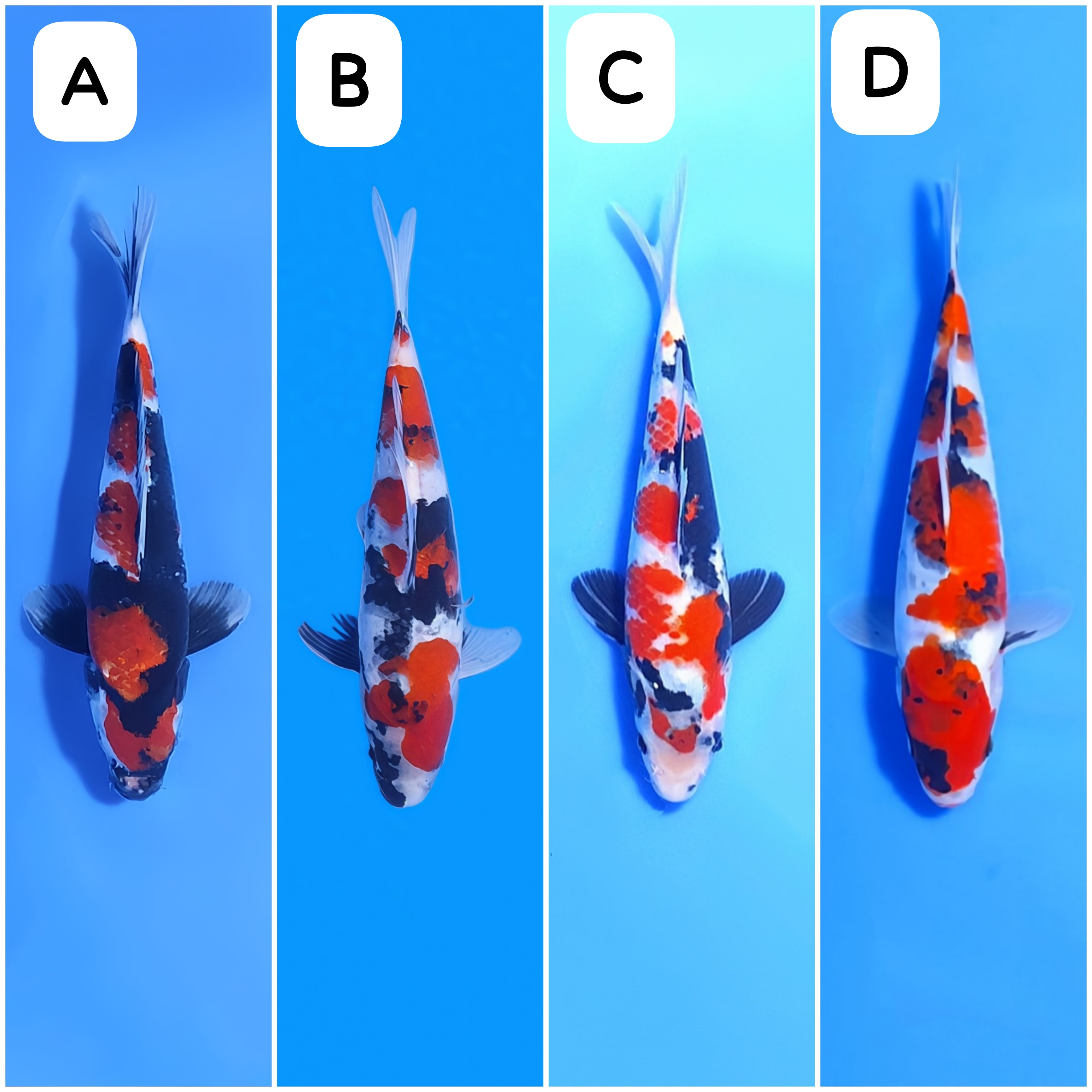Lelang Koi Online, Jual Beli Ikan Koi, Pasar Koi Terbaik, Agen Lelang Koi, Penawaran Koi Berkualitas, Harga Jual Koi, Lelang Ikan Koi Import, Beli Koi Online, Jual Koi Murah, Koi Showroom, Penjual Koi Terpercaya, Lelang Koi Jakarta, Jual Koi Lokal, Koi Kualitas Unggul, Harga Terbaik Koi, Jual Koi Indukan, Lelang Ikan Hias Koi, Pasar Koi Indonesia, Beli Koi Berkualitas Tinggi, Koi Farm Terbesar, Jual Beli Koi Impor, Lelang Ikan Koi Kualitas Premium, Daftar Harga Koi Terbaru, Pusat Jual Beli Koi, Info Lelang Koi Hari Ini.