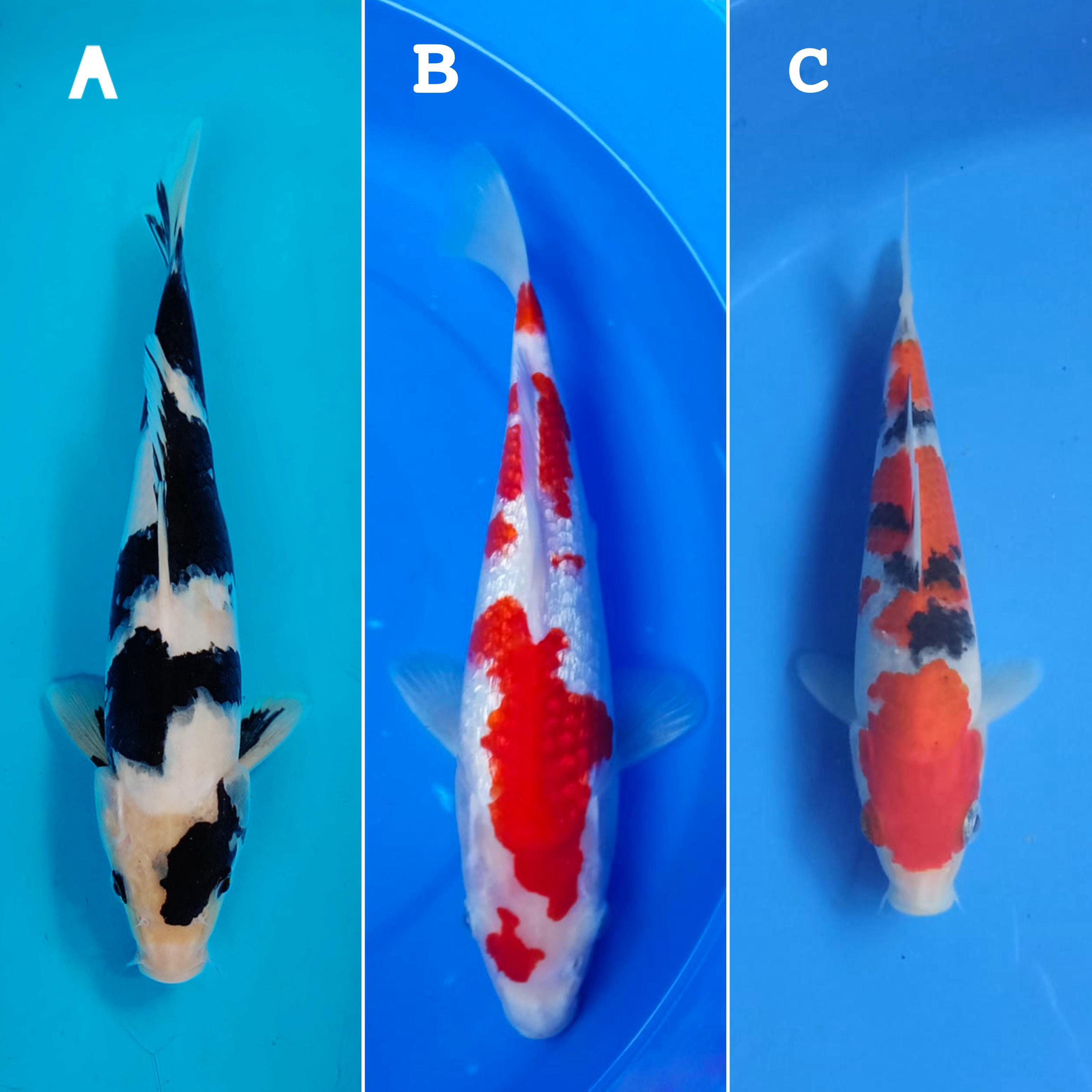 Lelang Koi Online, Jual Beli Ikan Koi, Pasar Koi Terbaik, Agen Lelang Koi, Penawaran Koi Berkualitas, Harga Jual Koi, Lelang Ikan Koi Import, Beli Koi Online, Jual Koi Murah, Koi Showroom, Penjual Koi Terpercaya, Lelang Koi Jakarta, Jual Koi Lokal, Koi Kualitas Unggul, Harga Terbaik Koi, Jual Koi Indukan, Lelang Ikan Hias Koi, Pasar Koi Indonesia, Beli Koi Berkualitas Tinggi, Koi Farm Terbesar, Jual Beli Koi Impor, Lelang Ikan Koi Kualitas Premium, Daftar Harga Koi Terbaru, Pusat Jual Beli Koi, Info Lelang Koi Hari Ini.