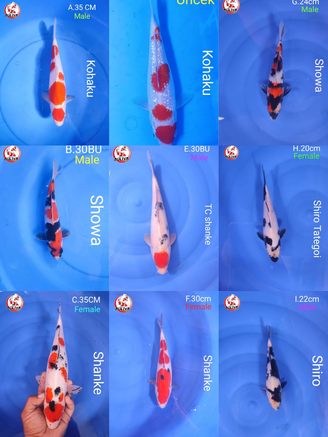 Lelang Koi Online, Jual Beli Ikan Koi, Pasar Koi Terbaik, Agen Lelang Koi, Penawaran Koi Berkualitas, Harga Jual Koi, Lelang Ikan Koi Import, Beli Koi Online, Jual Koi Murah, Koi Showroom, Penjual Koi Terpercaya, Lelang Koi Jakarta, Jual Koi Lokal, Koi Kualitas Unggul, Harga Terbaik Koi, Jual Koi Indukan, Lelang Ikan Hias Koi, Pasar Koi Indonesia, Beli Koi Berkualitas Tinggi, Koi Farm Terbesar, Jual Beli Koi Impor, Lelang Ikan Koi Kualitas Premium, Daftar Harga Koi Terbaru, Pusat Jual Beli Koi, Info Lelang Koi Hari Ini.