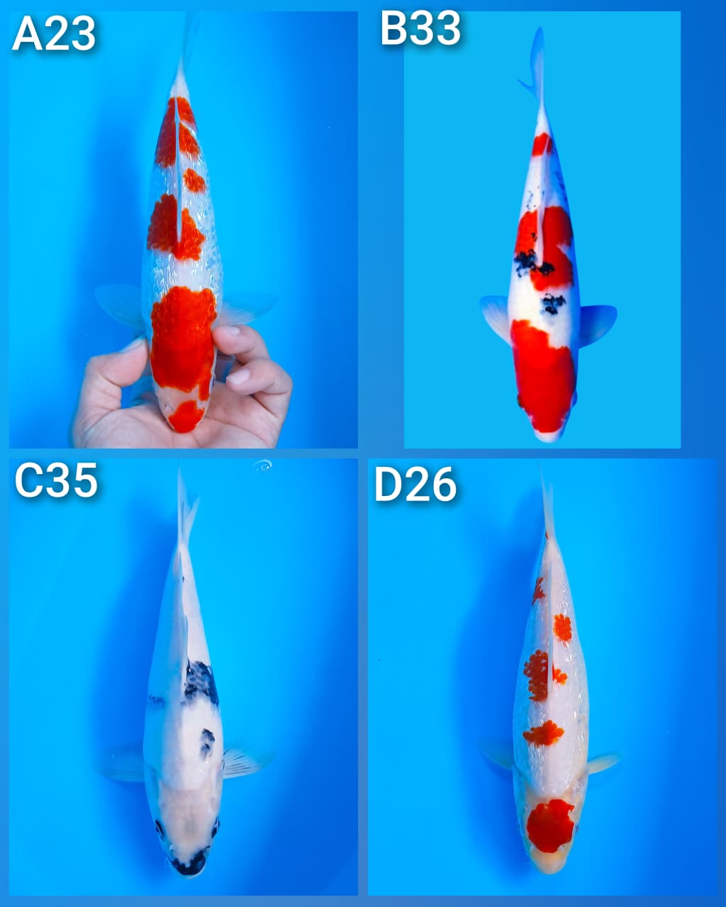 Lelang Koi Online, Jual Beli Ikan Koi, Pasar Koi Terbaik, Agen Lelang Koi, Penawaran Koi Berkualitas, Harga Jual Koi, Lelang Ikan Koi Import, Beli Koi Online, Jual Koi Murah, Koi Showroom, Penjual Koi Terpercaya, Lelang Koi Jakarta, Jual Koi Lokal, Koi Kualitas Unggul, Harga Terbaik Koi, Jual Koi Indukan, Lelang Ikan Hias Koi, Pasar Koi Indonesia, Beli Koi Berkualitas Tinggi, Koi Farm Terbesar, Jual Beli Koi Impor, Lelang Ikan Koi Kualitas Premium, Daftar Harga Koi Terbaru, Pusat Jual Beli Koi, Info Lelang Koi Hari Ini.