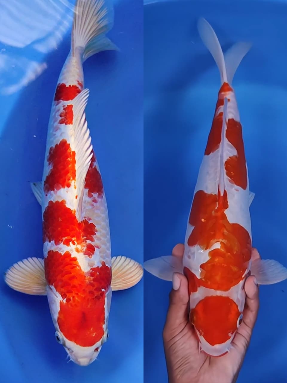 Lelang Koi Online, Jual Beli Ikan Koi, Pasar Koi Terbaik, Agen Lelang Koi, Penawaran Koi Berkualitas, Harga Jual Koi, Lelang Ikan Koi Import, Beli Koi Online, Jual Koi Murah, Koi Showroom, Penjual Koi Terpercaya, Lelang Koi Jakarta, Jual Koi Lokal, Koi Kualitas Unggul, Harga Terbaik Koi, Jual Koi Indukan, Lelang Ikan Hias Koi, Pasar Koi Indonesia, Beli Koi Berkualitas Tinggi, Koi Farm Terbesar, Jual Beli Koi Impor, Lelang Ikan Koi Kualitas Premium, Daftar Harga Koi Terbaru, Pusat Jual Beli Koi, Info Lelang Koi Hari Ini.