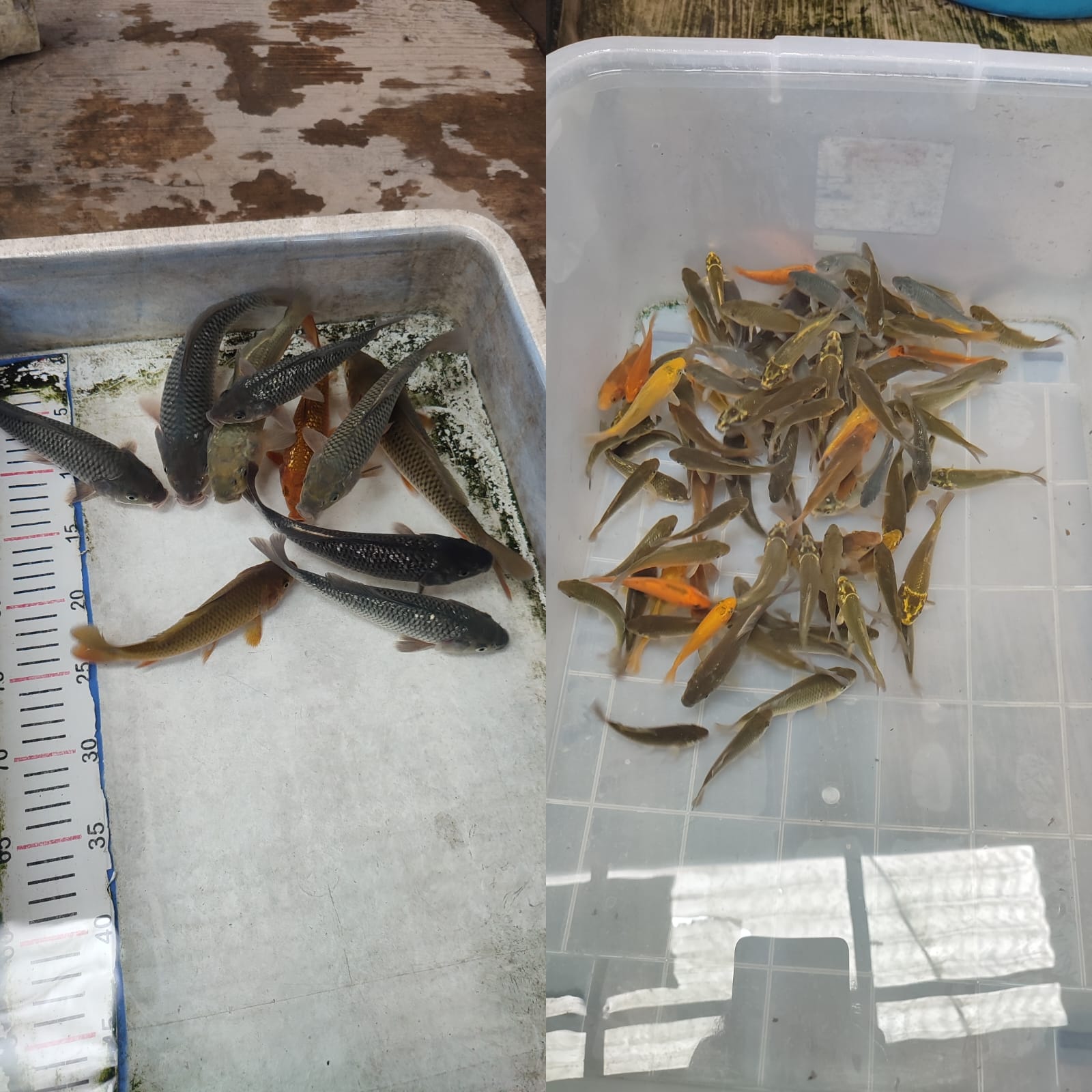 Lelang Koi Online, Jual Beli Ikan Koi, Pasar Koi Terbaik, Agen Lelang Koi, Penawaran Koi Berkualitas, Harga Jual Koi, Lelang Ikan Koi Import, Beli Koi Online, Jual Koi Murah, Koi Showroom, Penjual Koi Terpercaya, Lelang Koi Jakarta, Jual Koi Lokal, Koi Kualitas Unggul, Harga Terbaik Koi, Jual Koi Indukan, Lelang Ikan Hias Koi, Pasar Koi Indonesia, Beli Koi Berkualitas Tinggi, Koi Farm Terbesar, Jual Beli Koi Impor, Lelang Ikan Koi Kualitas Premium, Daftar Harga Koi Terbaru, Pusat Jual Beli Koi, Info Lelang Koi Hari Ini.