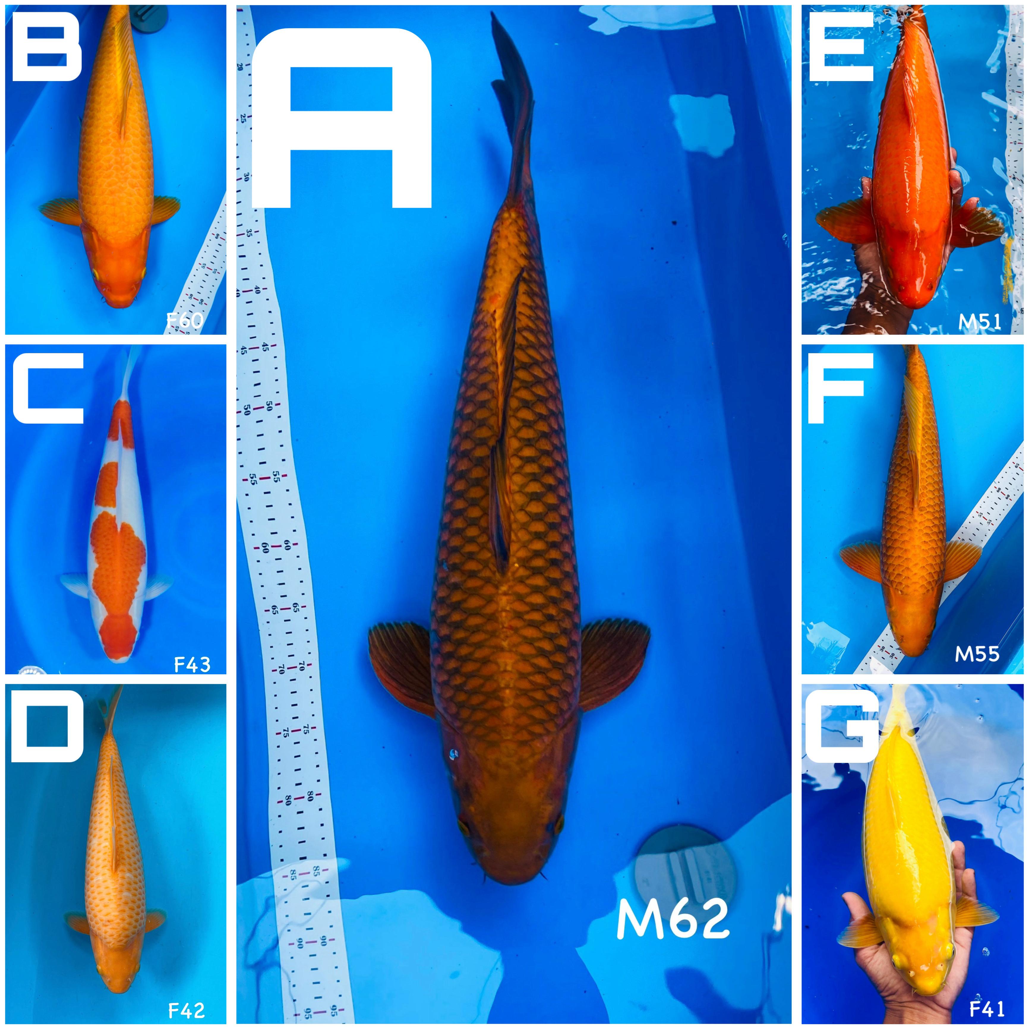 Lelang Koi Online, Jual Beli Ikan Koi, Pasar Koi Terbaik, Agen Lelang Koi, Penawaran Koi Berkualitas, Harga Jual Koi, Lelang Ikan Koi Import, Beli Koi Online, Jual Koi Murah, Koi Showroom, Penjual Koi Terpercaya, Lelang Koi Jakarta, Jual Koi Lokal, Koi Kualitas Unggul, Harga Terbaik Koi, Jual Koi Indukan, Lelang Ikan Hias Koi, Pasar Koi Indonesia, Beli Koi Berkualitas Tinggi, Koi Farm Terbesar, Jual Beli Koi Impor, Lelang Ikan Koi Kualitas Premium, Daftar Harga Koi Terbaru, Pusat Jual Beli Koi, Info Lelang Koi Hari Ini.
