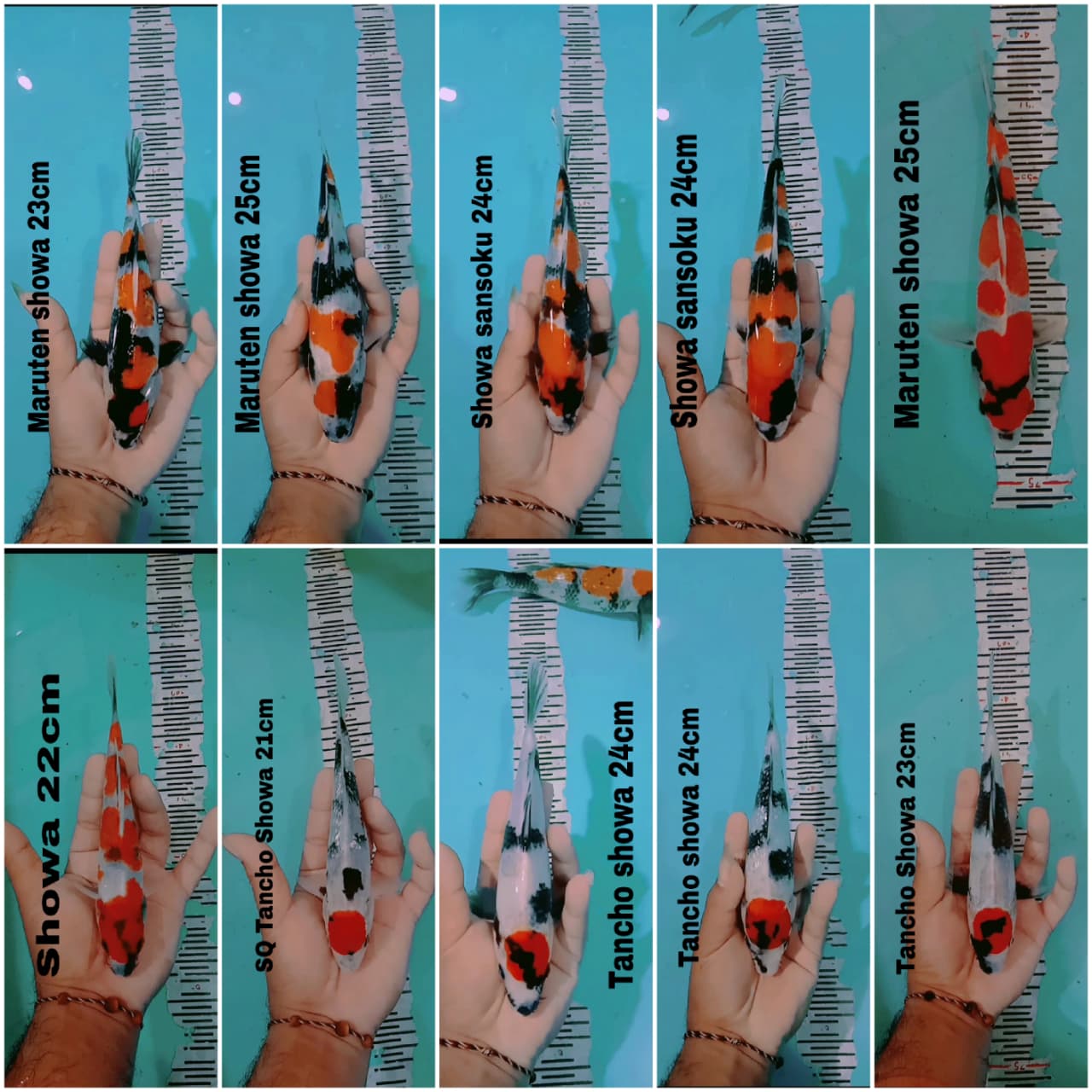 Lelang Koi Online, Jual Beli Ikan Koi, Pasar Koi Terbaik, Agen Lelang Koi, Penawaran Koi Berkualitas, Harga Jual Koi, Lelang Ikan Koi Import, Beli Koi Online, Jual Koi Murah, Koi Showroom, Penjual Koi Terpercaya, Lelang Koi Jakarta, Jual Koi Lokal, Koi Kualitas Unggul, Harga Terbaik Koi, Jual Koi Indukan, Lelang Ikan Hias Koi, Pasar Koi Indonesia, Beli Koi Berkualitas Tinggi, Koi Farm Terbesar, Jual Beli Koi Impor, Lelang Ikan Koi Kualitas Premium, Daftar Harga Koi Terbaru, Pusat Jual Beli Koi, Info Lelang Koi Hari Ini.
