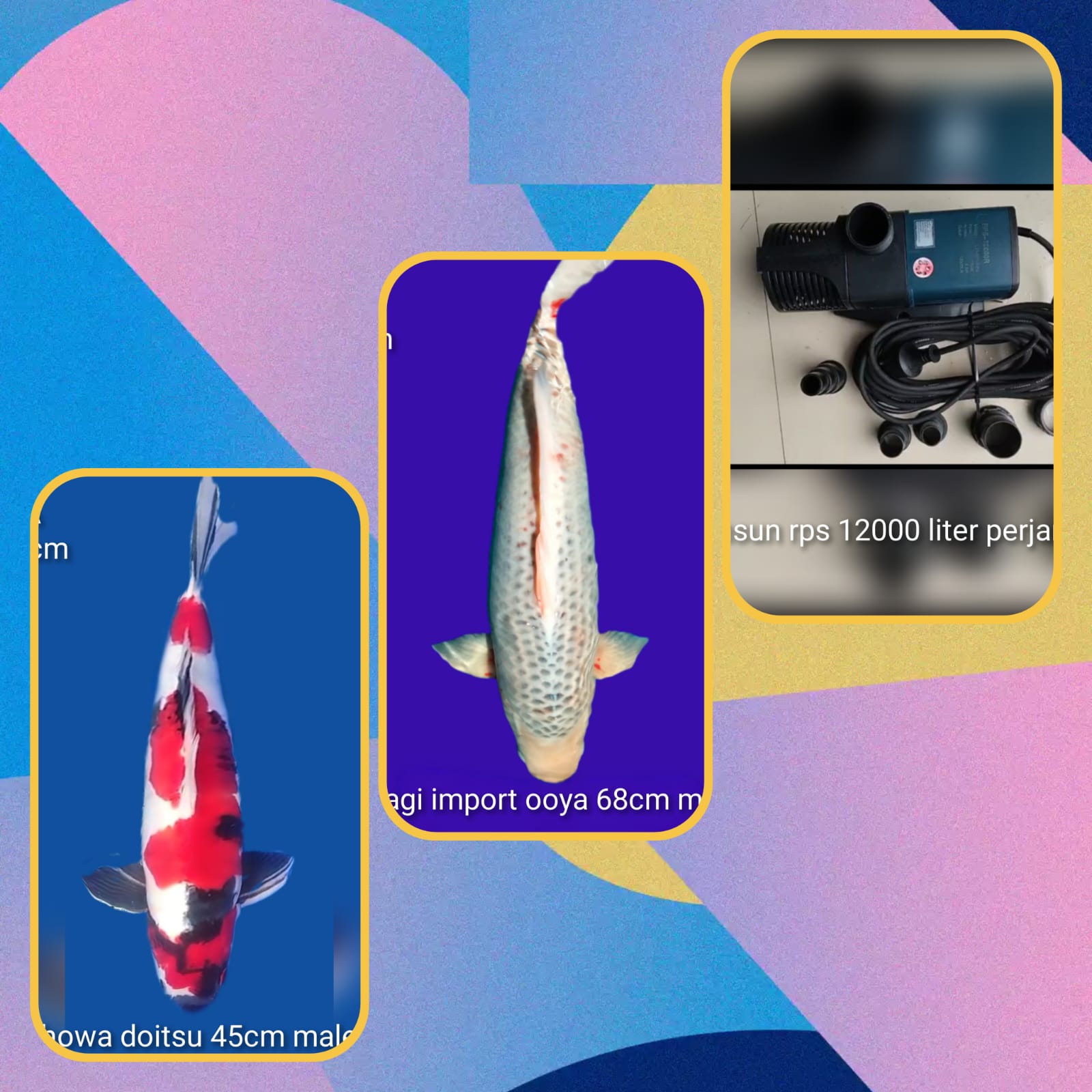 Lelang Koi Online, Jual Beli Ikan Koi, Pasar Koi Terbaik, Agen Lelang Koi, Penawaran Koi Berkualitas, Harga Jual Koi, Lelang Ikan Koi Import, Beli Koi Online, Jual Koi Murah, Koi Showroom, Penjual Koi Terpercaya, Lelang Koi Jakarta, Jual Koi Lokal, Koi Kualitas Unggul, Harga Terbaik Koi, Jual Koi Indukan, Lelang Ikan Hias Koi, Pasar Koi Indonesia, Beli Koi Berkualitas Tinggi, Koi Farm Terbesar, Jual Beli Koi Impor, Lelang Ikan Koi Kualitas Premium, Daftar Harga Koi Terbaru, Pusat Jual Beli Koi, Info Lelang Koi Hari Ini.