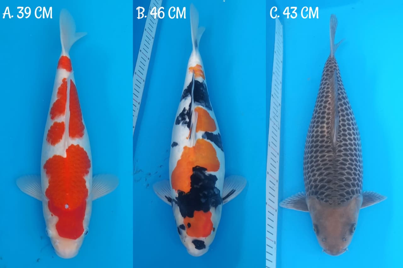 Lelang Koi Online, Jual Beli Ikan Koi, Pasar Koi Terbaik, Agen Lelang Koi, Penawaran Koi Berkualitas, Harga Jual Koi, Lelang Ikan Koi Import, Beli Koi Online, Jual Koi Murah, Koi Showroom, Penjual Koi Terpercaya, Lelang Koi Jakarta, Jual Koi Lokal, Koi Kualitas Unggul, Harga Terbaik Koi, Jual Koi Indukan, Lelang Ikan Hias Koi, Pasar Koi Indonesia, Beli Koi Berkualitas Tinggi, Koi Farm Terbesar, Jual Beli Koi Impor, Lelang Ikan Koi Kualitas Premium, Daftar Harga Koi Terbaru, Pusat Jual Beli Koi, Info Lelang Koi Hari Ini.
