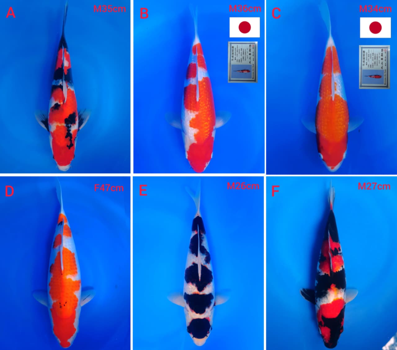 Lelang Koi Online, Jual Beli Ikan Koi, Pasar Koi Terbaik, Agen Lelang Koi, Penawaran Koi Berkualitas, Harga Jual Koi, Lelang Ikan Koi Import, Beli Koi Online, Jual Koi Murah, Koi Showroom, Penjual Koi Terpercaya, Lelang Koi Jakarta, Jual Koi Lokal, Koi Kualitas Unggul, Harga Terbaik Koi, Jual Koi Indukan, Lelang Ikan Hias Koi, Pasar Koi Indonesia, Beli Koi Berkualitas Tinggi, Koi Farm Terbesar, Jual Beli Koi Impor, Lelang Ikan Koi Kualitas Premium, Daftar Harga Koi Terbaru, Pusat Jual Beli Koi, Info Lelang Koi Hari Ini.