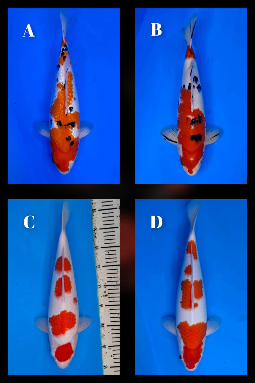 Lelang Koi Online, Jual Beli Ikan Koi, Pasar Koi Terbaik, Agen Lelang Koi, Penawaran Koi Berkualitas, Harga Jual Koi, Lelang Ikan Koi Import, Beli Koi Online, Jual Koi Murah, Koi Showroom, Penjual Koi Terpercaya, Lelang Koi Jakarta, Jual Koi Lokal, Koi Kualitas Unggul, Harga Terbaik Koi, Jual Koi Indukan, Lelang Ikan Hias Koi, Pasar Koi Indonesia, Beli Koi Berkualitas Tinggi, Koi Farm Terbesar, Jual Beli Koi Impor, Lelang Ikan Koi Kualitas Premium, Daftar Harga Koi Terbaru, Pusat Jual Beli Koi, Info Lelang Koi Hari Ini.