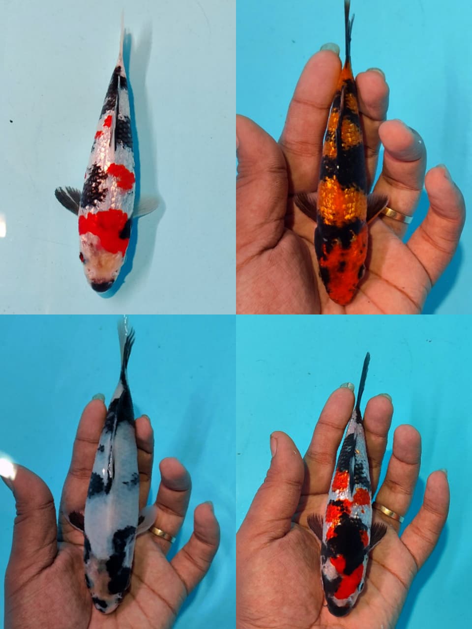 Lelang Koi Online, Jual Beli Ikan Koi, Pasar Koi Terbaik, Agen Lelang Koi, Penawaran Koi Berkualitas, Harga Jual Koi, Lelang Ikan Koi Import, Beli Koi Online, Jual Koi Murah, Koi Showroom, Penjual Koi Terpercaya, Lelang Koi Jakarta, Jual Koi Lokal, Koi Kualitas Unggul, Harga Terbaik Koi, Jual Koi Indukan, Lelang Ikan Hias Koi, Pasar Koi Indonesia, Beli Koi Berkualitas Tinggi, Koi Farm Terbesar, Jual Beli Koi Impor, Lelang Ikan Koi Kualitas Premium, Daftar Harga Koi Terbaru, Pusat Jual Beli Koi, Info Lelang Koi Hari Ini.