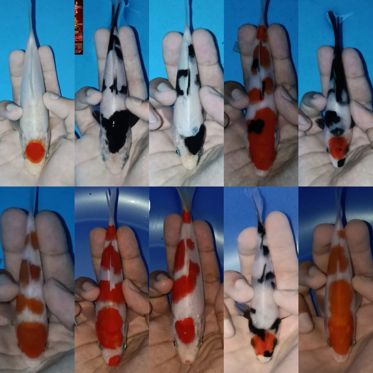 Lelang Koi Online, Jual Beli Ikan Koi, Pasar Koi Terbaik, Agen Lelang Koi, Penawaran Koi Berkualitas, Harga Jual Koi, Lelang Ikan Koi Import, Beli Koi Online, Jual Koi Murah, Koi Showroom, Penjual Koi Terpercaya, Lelang Koi Jakarta, Jual Koi Lokal, Koi Kualitas Unggul, Harga Terbaik Koi, Jual Koi Indukan, Lelang Ikan Hias Koi, Pasar Koi Indonesia, Beli Koi Berkualitas Tinggi, Koi Farm Terbesar, Jual Beli Koi Impor, Lelang Ikan Koi Kualitas Premium, Daftar Harga Koi Terbaru, Pusat Jual Beli Koi, Info Lelang Koi Hari Ini.