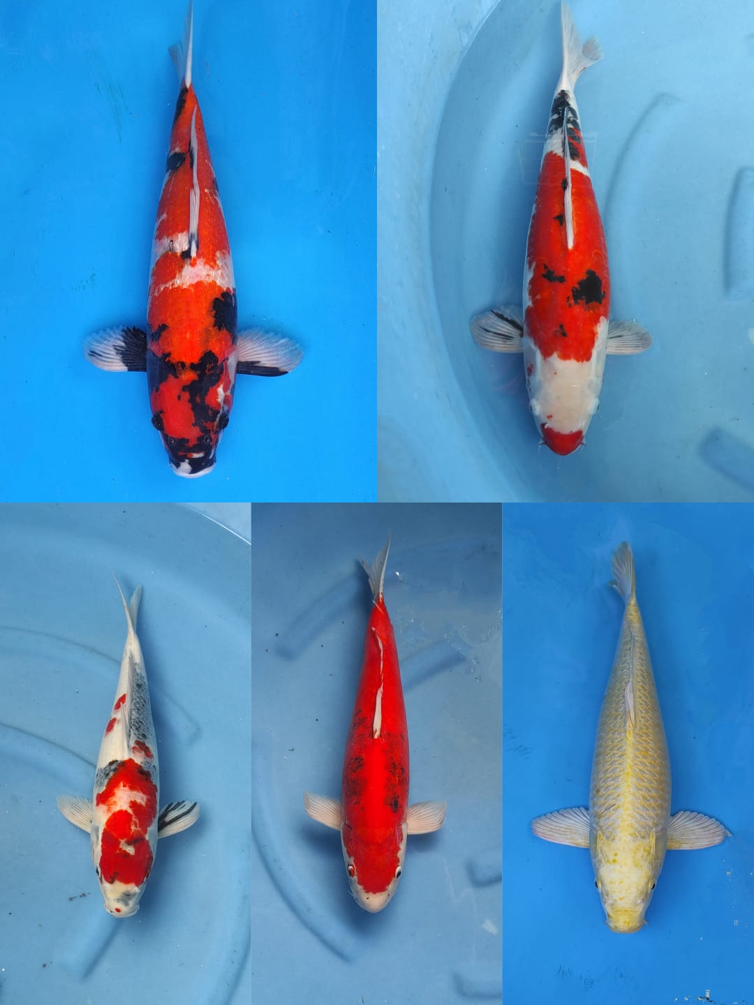 Lelang Koi Online, Jual Beli Ikan Koi, Pasar Koi Terbaik, Agen Lelang Koi, Penawaran Koi Berkualitas, Harga Jual Koi, Lelang Ikan Koi Import, Beli Koi Online, Jual Koi Murah, Koi Showroom, Penjual Koi Terpercaya, Lelang Koi Jakarta, Jual Koi Lokal, Koi Kualitas Unggul, Harga Terbaik Koi, Jual Koi Indukan, Lelang Ikan Hias Koi, Pasar Koi Indonesia, Beli Koi Berkualitas Tinggi, Koi Farm Terbesar, Jual Beli Koi Impor, Lelang Ikan Koi Kualitas Premium, Daftar Harga Koi Terbaru, Pusat Jual Beli Koi, Info Lelang Koi Hari Ini.