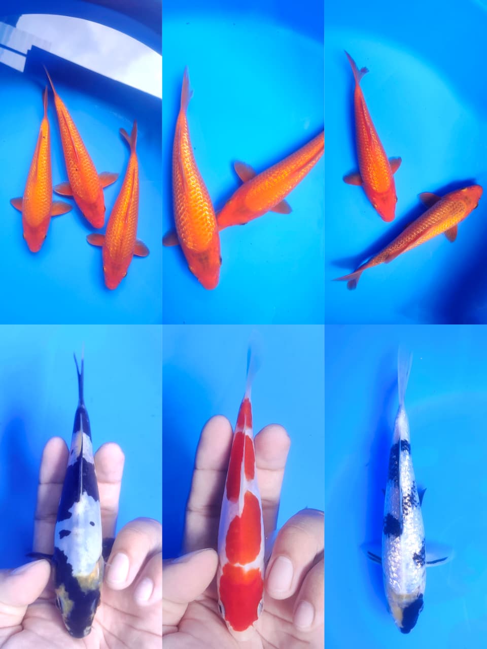 Lelang Koi Online, Jual Beli Ikan Koi, Pasar Koi Terbaik, Agen Lelang Koi, Penawaran Koi Berkualitas, Harga Jual Koi, Lelang Ikan Koi Import, Beli Koi Online, Jual Koi Murah, Koi Showroom, Penjual Koi Terpercaya, Lelang Koi Jakarta, Jual Koi Lokal, Koi Kualitas Unggul, Harga Terbaik Koi, Jual Koi Indukan, Lelang Ikan Hias Koi, Pasar Koi Indonesia, Beli Koi Berkualitas Tinggi, Koi Farm Terbesar, Jual Beli Koi Impor, Lelang Ikan Koi Kualitas Premium, Daftar Harga Koi Terbaru, Pusat Jual Beli Koi, Info Lelang Koi Hari Ini.