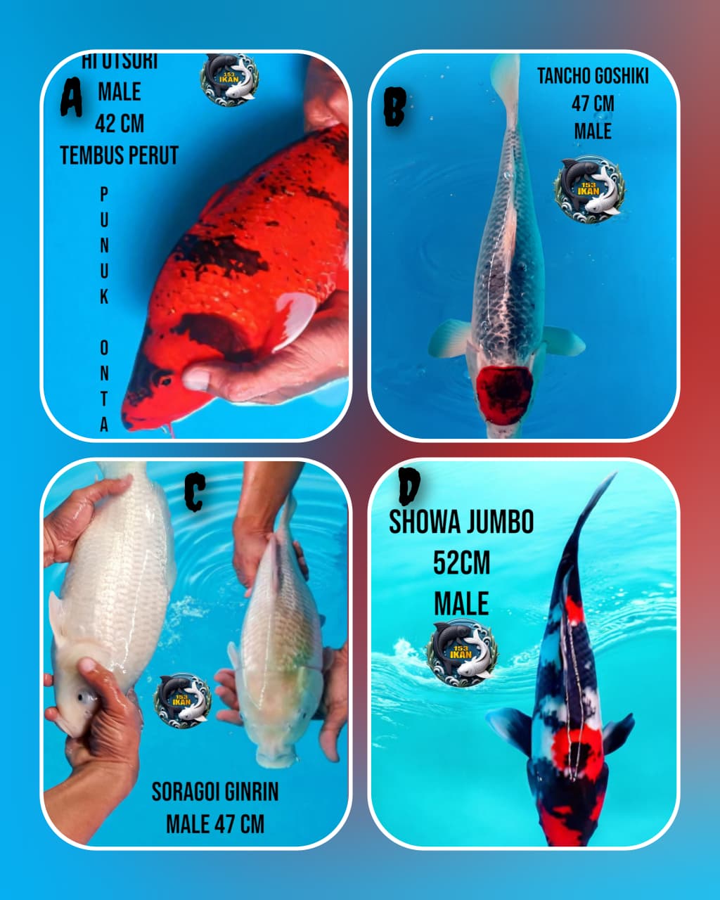 Lelang Koi Online, Jual Beli Ikan Koi, Pasar Koi Terbaik, Agen Lelang Koi, Penawaran Koi Berkualitas, Harga Jual Koi, Lelang Ikan Koi Import, Beli Koi Online, Jual Koi Murah, Koi Showroom, Penjual Koi Terpercaya, Lelang Koi Jakarta, Jual Koi Lokal, Koi Kualitas Unggul, Harga Terbaik Koi, Jual Koi Indukan, Lelang Ikan Hias Koi, Pasar Koi Indonesia, Beli Koi Berkualitas Tinggi, Koi Farm Terbesar, Jual Beli Koi Impor, Lelang Ikan Koi Kualitas Premium, Daftar Harga Koi Terbaru, Pusat Jual Beli Koi, Info Lelang Koi Hari Ini.