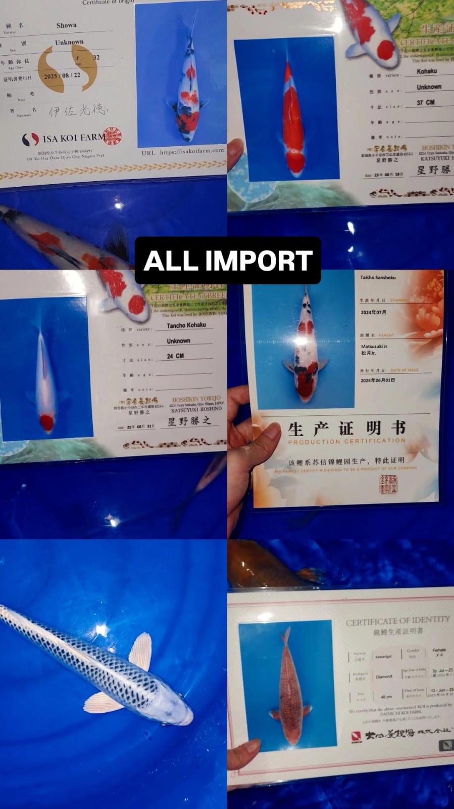 Lelang Koi Online, Jual Beli Ikan Koi, Pasar Koi Terbaik, Agen Lelang Koi, Penawaran Koi Berkualitas, Harga Jual Koi, Lelang Ikan Koi Import, Beli Koi Online, Jual Koi Murah, Koi Showroom, Penjual Koi Terpercaya, Lelang Koi Jakarta, Jual Koi Lokal, Koi Kualitas Unggul, Harga Terbaik Koi, Jual Koi Indukan, Lelang Ikan Hias Koi, Pasar Koi Indonesia, Beli Koi Berkualitas Tinggi, Koi Farm Terbesar, Jual Beli Koi Impor, Lelang Ikan Koi Kualitas Premium, Daftar Harga Koi Terbaru, Pusat Jual Beli Koi, Info Lelang Koi Hari Ini.