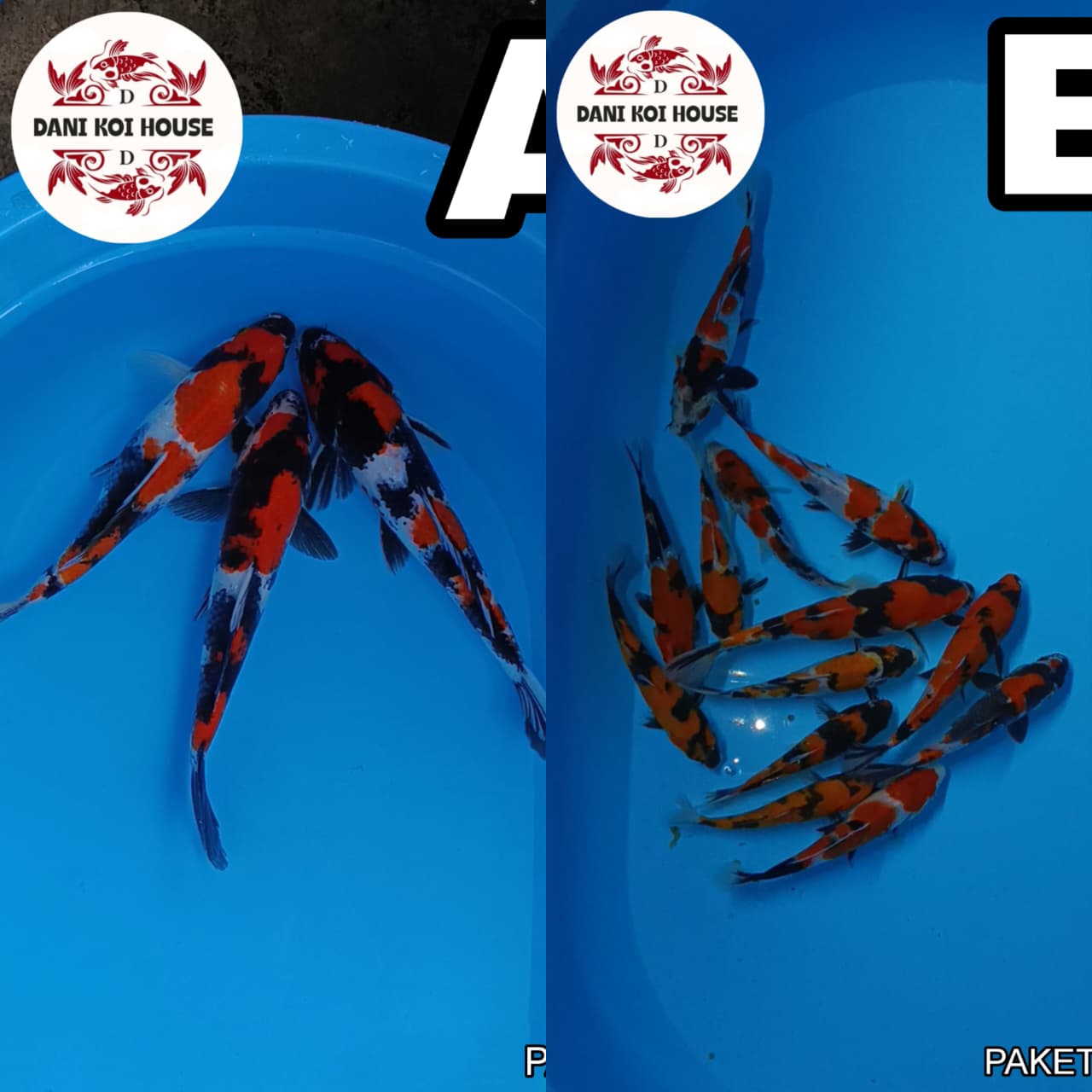 Lelang Koi Online, Jual Beli Ikan Koi, Pasar Koi Terbaik, Agen Lelang Koi, Penawaran Koi Berkualitas, Harga Jual Koi, Lelang Ikan Koi Import, Beli Koi Online, Jual Koi Murah, Koi Showroom, Penjual Koi Terpercaya, Lelang Koi Jakarta, Jual Koi Lokal, Koi Kualitas Unggul, Harga Terbaik Koi, Jual Koi Indukan, Lelang Ikan Hias Koi, Pasar Koi Indonesia, Beli Koi Berkualitas Tinggi, Koi Farm Terbesar, Jual Beli Koi Impor, Lelang Ikan Koi Kualitas Premium, Daftar Harga Koi Terbaru, Pusat Jual Beli Koi, Info Lelang Koi Hari Ini.