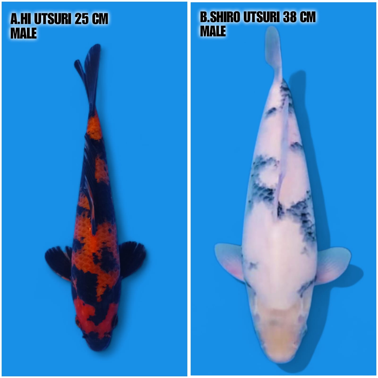 Lelang Koi Online, Jual Beli Ikan Koi, Pasar Koi Terbaik, Agen Lelang Koi, Penawaran Koi Berkualitas, Harga Jual Koi, Lelang Ikan Koi Import, Beli Koi Online, Jual Koi Murah, Koi Showroom, Penjual Koi Terpercaya, Lelang Koi Jakarta, Jual Koi Lokal, Koi Kualitas Unggul, Harga Terbaik Koi, Jual Koi Indukan, Lelang Ikan Hias Koi, Pasar Koi Indonesia, Beli Koi Berkualitas Tinggi, Koi Farm Terbesar, Jual Beli Koi Impor, Lelang Ikan Koi Kualitas Premium, Daftar Harga Koi Terbaru, Pusat Jual Beli Koi, Info Lelang Koi Hari Ini.