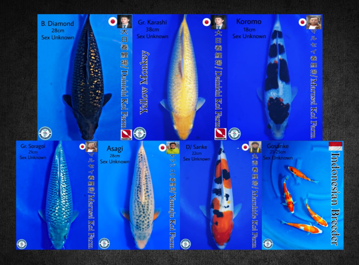 Lelang Koi Online, Jual Beli Ikan Koi, Pasar Koi Terbaik, Agen Lelang Koi, Penawaran Koi Berkualitas, Harga Jual Koi, Lelang Ikan Koi Import, Beli Koi Online, Jual Koi Murah, Koi Showroom, Penjual Koi Terpercaya, Lelang Koi Jakarta, Jual Koi Lokal, Koi Kualitas Unggul, Harga Terbaik Koi, Jual Koi Indukan, Lelang Ikan Hias Koi, Pasar Koi Indonesia, Beli Koi Berkualitas Tinggi, Koi Farm Terbesar, Jual Beli Koi Impor, Lelang Ikan Koi Kualitas Premium, Daftar Harga Koi Terbaru, Pusat Jual Beli Koi, Info Lelang Koi Hari Ini.