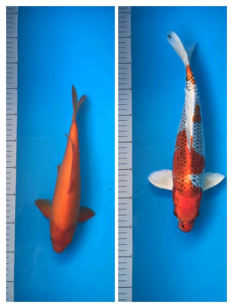 Lelang Koi Online, Jual Beli Ikan Koi, Pasar Koi Terbaik, Agen Lelang Koi, Penawaran Koi Berkualitas, Harga Jual Koi, Lelang Ikan Koi Import, Beli Koi Online, Jual Koi Murah, Koi Showroom, Penjual Koi Terpercaya, Lelang Koi Jakarta, Jual Koi Lokal, Koi Kualitas Unggul, Harga Terbaik Koi, Jual Koi Indukan, Lelang Ikan Hias Koi, Pasar Koi Indonesia, Beli Koi Berkualitas Tinggi, Koi Farm Terbesar, Jual Beli Koi Impor, Lelang Ikan Koi Kualitas Premium, Daftar Harga Koi Terbaru, Pusat Jual Beli Koi, Info Lelang Koi Hari Ini.