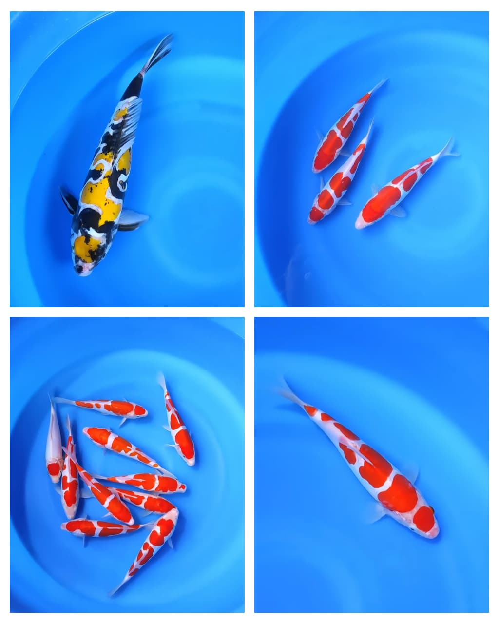 Lelang Koi Online, Jual Beli Ikan Koi, Pasar Koi Terbaik, Agen Lelang Koi, Penawaran Koi Berkualitas, Harga Jual Koi, Lelang Ikan Koi Import, Beli Koi Online, Jual Koi Murah, Koi Showroom, Penjual Koi Terpercaya, Lelang Koi Jakarta, Jual Koi Lokal, Koi Kualitas Unggul, Harga Terbaik Koi, Jual Koi Indukan, Lelang Ikan Hias Koi, Pasar Koi Indonesia, Beli Koi Berkualitas Tinggi, Koi Farm Terbesar, Jual Beli Koi Impor, Lelang Ikan Koi Kualitas Premium, Daftar Harga Koi Terbaru, Pusat Jual Beli Koi, Info Lelang Koi Hari Ini.