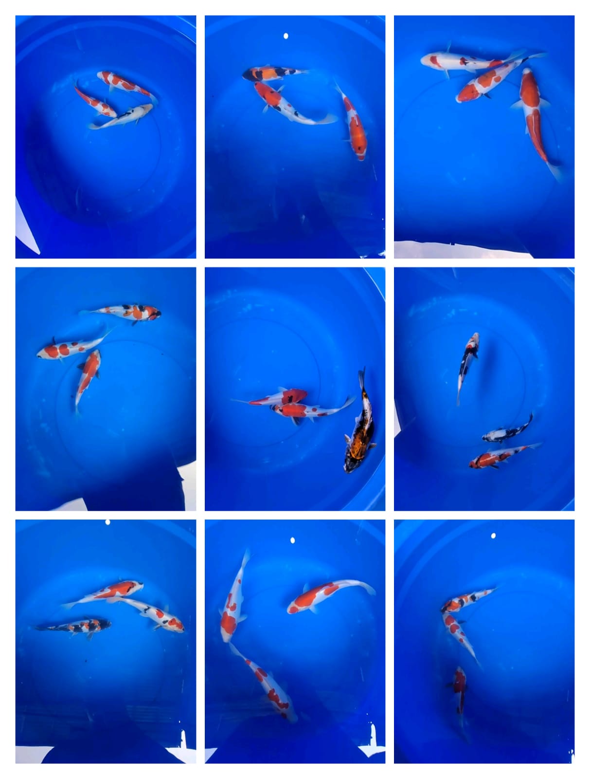 Lelang Koi Online, Jual Beli Ikan Koi, Pasar Koi Terbaik, Agen Lelang Koi, Penawaran Koi Berkualitas, Harga Jual Koi, Lelang Ikan Koi Import, Beli Koi Online, Jual Koi Murah, Koi Showroom, Penjual Koi Terpercaya, Lelang Koi Jakarta, Jual Koi Lokal, Koi Kualitas Unggul, Harga Terbaik Koi, Jual Koi Indukan, Lelang Ikan Hias Koi, Pasar Koi Indonesia, Beli Koi Berkualitas Tinggi, Koi Farm Terbesar, Jual Beli Koi Impor, Lelang Ikan Koi Kualitas Premium, Daftar Harga Koi Terbaru, Pusat Jual Beli Koi, Info Lelang Koi Hari Ini.