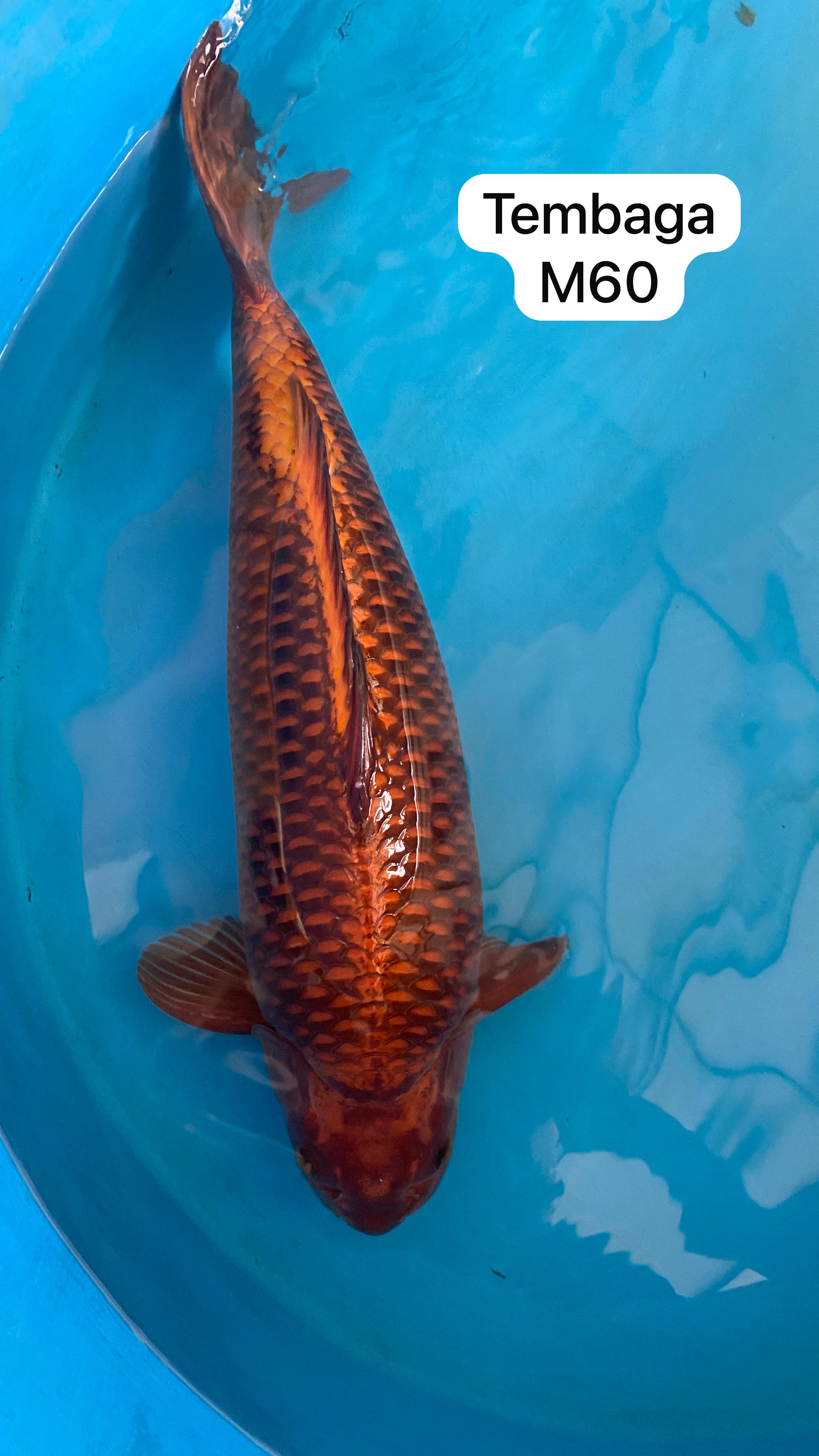 Lelang Koi Online, Jual Beli Ikan Koi, Pasar Koi Terbaik, Agen Lelang Koi, Penawaran Koi Berkualitas, Harga Jual Koi, Lelang Ikan Koi Import, Beli Koi Online, Jual Koi Murah, Koi Showroom, Penjual Koi Terpercaya, Lelang Koi Jakarta, Jual Koi Lokal, Koi Kualitas Unggul, Harga Terbaik Koi, Jual Koi Indukan, Lelang Ikan Hias Koi, Pasar Koi Indonesia, Beli Koi Berkualitas Tinggi, Koi Farm Terbesar, Jual Beli Koi Impor, Lelang Ikan Koi Kualitas Premium, Daftar Harga Koi Terbaru, Pusat Jual Beli Koi, Info Lelang Koi Hari Ini.