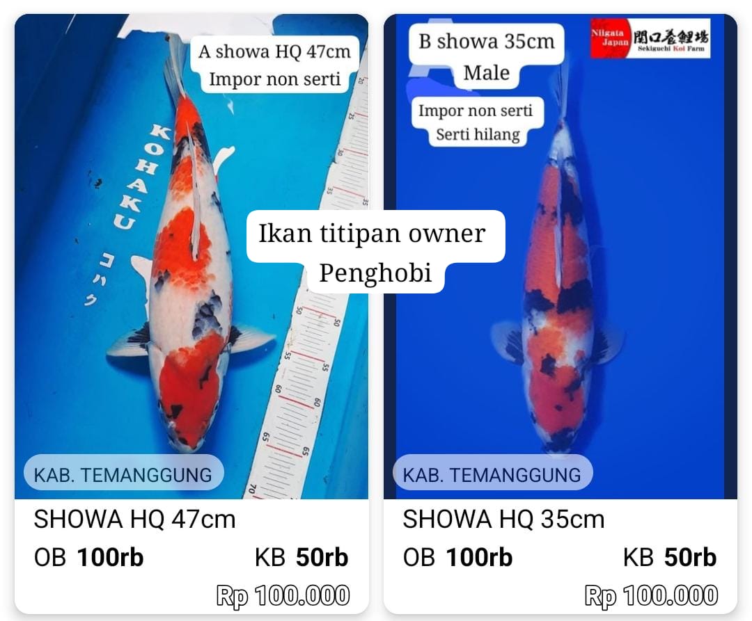 Lelang Koi Online, Jual Beli Ikan Koi, Pasar Koi Terbaik, Agen Lelang Koi, Penawaran Koi Berkualitas, Harga Jual Koi, Lelang Ikan Koi Import, Beli Koi Online, Jual Koi Murah, Koi Showroom, Penjual Koi Terpercaya, Lelang Koi Jakarta, Jual Koi Lokal, Koi Kualitas Unggul, Harga Terbaik Koi, Jual Koi Indukan, Lelang Ikan Hias Koi, Pasar Koi Indonesia, Beli Koi Berkualitas Tinggi, Koi Farm Terbesar, Jual Beli Koi Impor, Lelang Ikan Koi Kualitas Premium, Daftar Harga Koi Terbaru, Pusat Jual Beli Koi, Info Lelang Koi Hari Ini.