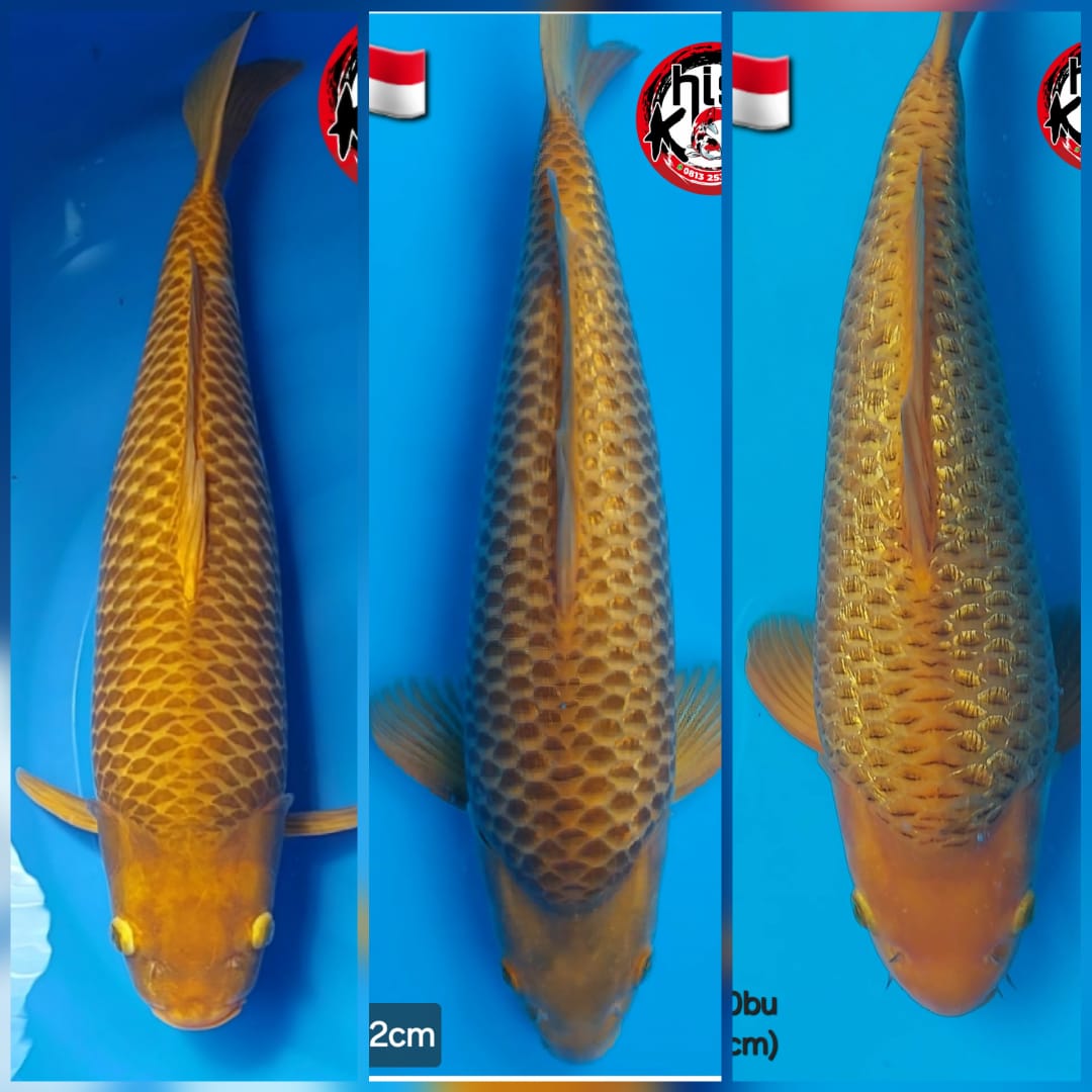 Lelang Koi Online, Jual Beli Ikan Koi, Pasar Koi Terbaik, Agen Lelang Koi, Penawaran Koi Berkualitas, Harga Jual Koi, Lelang Ikan Koi Import, Beli Koi Online, Jual Koi Murah, Koi Showroom, Penjual Koi Terpercaya, Lelang Koi Jakarta, Jual Koi Lokal, Koi Kualitas Unggul, Harga Terbaik Koi, Jual Koi Indukan, Lelang Ikan Hias Koi, Pasar Koi Indonesia, Beli Koi Berkualitas Tinggi, Koi Farm Terbesar, Jual Beli Koi Impor, Lelang Ikan Koi Kualitas Premium, Daftar Harga Koi Terbaru, Pusat Jual Beli Koi, Info Lelang Koi Hari Ini.
