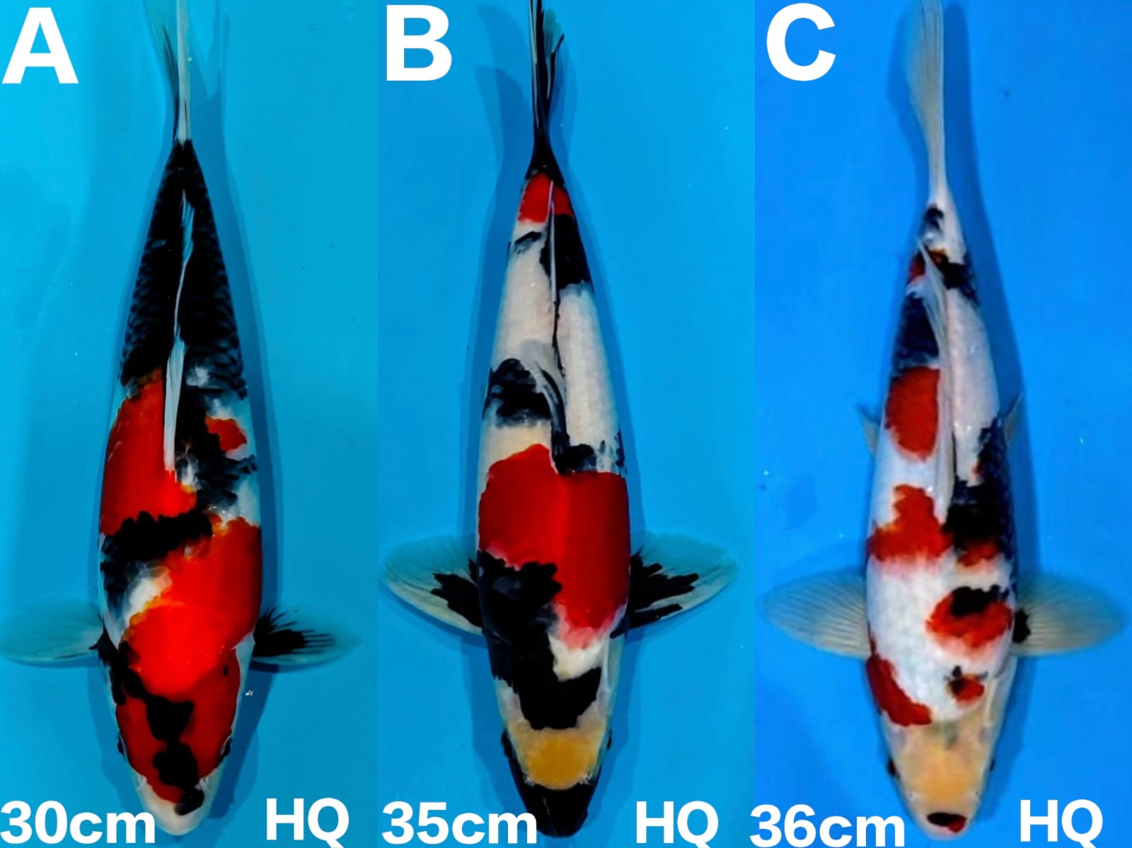 Lelang Koi Online, Jual Beli Ikan Koi, Pasar Koi Terbaik, Agen Lelang Koi, Penawaran Koi Berkualitas, Harga Jual Koi, Lelang Ikan Koi Import, Beli Koi Online, Jual Koi Murah, Koi Showroom, Penjual Koi Terpercaya, Lelang Koi Jakarta, Jual Koi Lokal, Koi Kualitas Unggul, Harga Terbaik Koi, Jual Koi Indukan, Lelang Ikan Hias Koi, Pasar Koi Indonesia, Beli Koi Berkualitas Tinggi, Koi Farm Terbesar, Jual Beli Koi Impor, Lelang Ikan Koi Kualitas Premium, Daftar Harga Koi Terbaru, Pusat Jual Beli Koi, Info Lelang Koi Hari Ini.