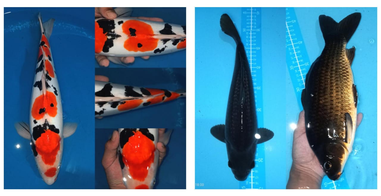 Lelang Koi Online, Jual Beli Ikan Koi, Pasar Koi Terbaik, Agen Lelang Koi, Penawaran Koi Berkualitas, Harga Jual Koi, Lelang Ikan Koi Import, Beli Koi Online, Jual Koi Murah, Koi Showroom, Penjual Koi Terpercaya, Lelang Koi Jakarta, Jual Koi Lokal, Koi Kualitas Unggul, Harga Terbaik Koi, Jual Koi Indukan, Lelang Ikan Hias Koi, Pasar Koi Indonesia, Beli Koi Berkualitas Tinggi, Koi Farm Terbesar, Jual Beli Koi Impor, Lelang Ikan Koi Kualitas Premium, Daftar Harga Koi Terbaru, Pusat Jual Beli Koi, Info Lelang Koi Hari Ini.