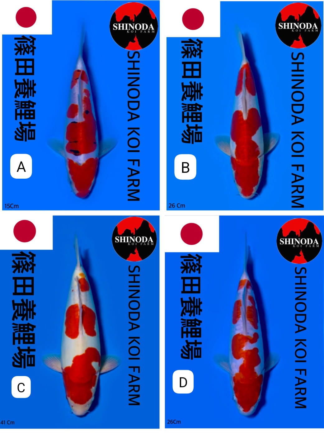 Lelang Koi Online, Jual Beli Ikan Koi, Pasar Koi Terbaik, Agen Lelang Koi, Penawaran Koi Berkualitas, Harga Jual Koi, Lelang Ikan Koi Import, Beli Koi Online, Jual Koi Murah, Koi Showroom, Penjual Koi Terpercaya, Lelang Koi Jakarta, Jual Koi Lokal, Koi Kualitas Unggul, Harga Terbaik Koi, Jual Koi Indukan, Lelang Ikan Hias Koi, Pasar Koi Indonesia, Beli Koi Berkualitas Tinggi, Koi Farm Terbesar, Jual Beli Koi Impor, Lelang Ikan Koi Kualitas Premium, Daftar Harga Koi Terbaru, Pusat Jual Beli Koi, Info Lelang Koi Hari Ini.