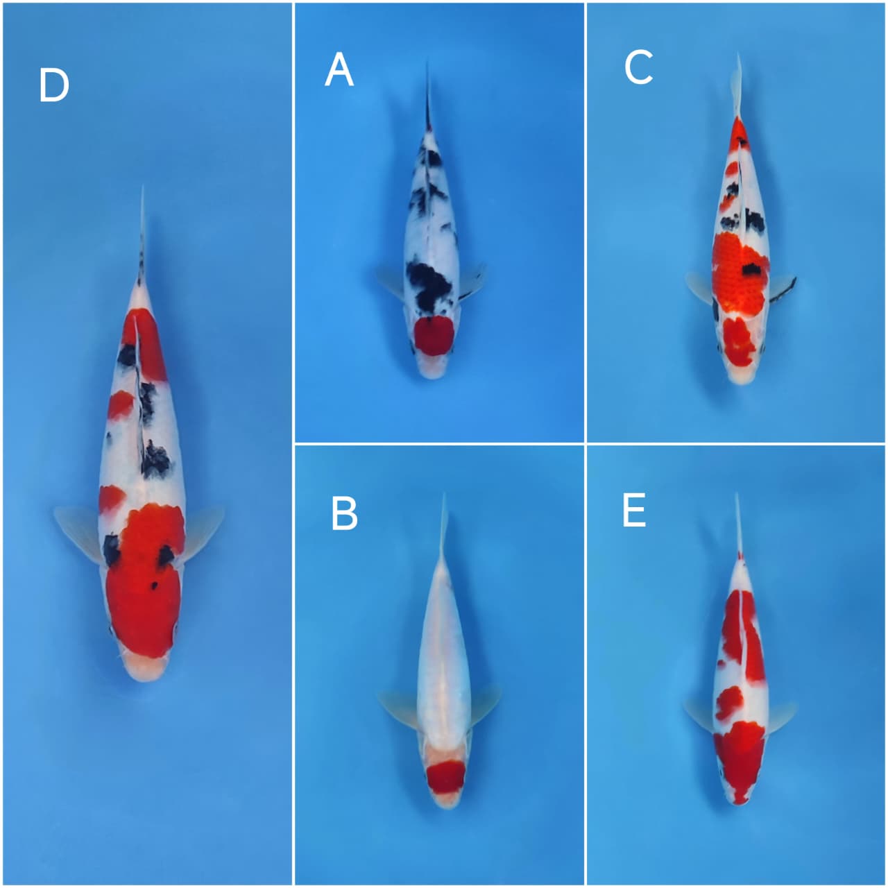 Lelang Koi Online, Jual Beli Ikan Koi, Pasar Koi Terbaik, Agen Lelang Koi, Penawaran Koi Berkualitas, Harga Jual Koi, Lelang Ikan Koi Import, Beli Koi Online, Jual Koi Murah, Koi Showroom, Penjual Koi Terpercaya, Lelang Koi Jakarta, Jual Koi Lokal, Koi Kualitas Unggul, Harga Terbaik Koi, Jual Koi Indukan, Lelang Ikan Hias Koi, Pasar Koi Indonesia, Beli Koi Berkualitas Tinggi, Koi Farm Terbesar, Jual Beli Koi Impor, Lelang Ikan Koi Kualitas Premium, Daftar Harga Koi Terbaru, Pusat Jual Beli Koi, Info Lelang Koi Hari Ini.