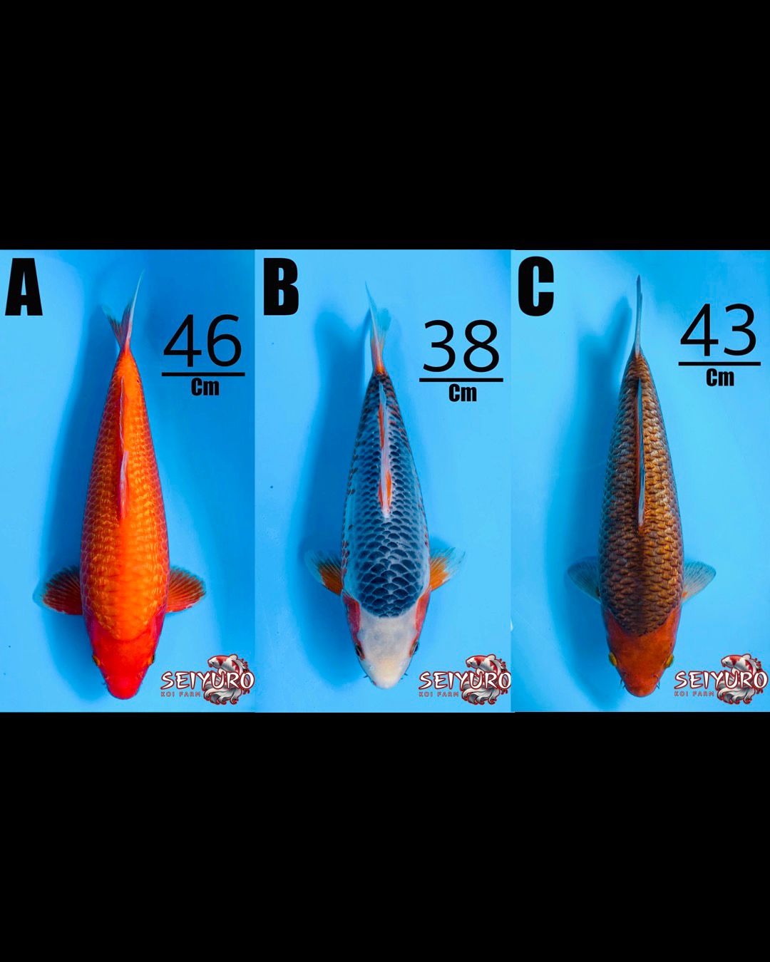 Lelang Koi Online, Jual Beli Ikan Koi, Pasar Koi Terbaik, Agen Lelang Koi, Penawaran Koi Berkualitas, Harga Jual Koi, Lelang Ikan Koi Import, Beli Koi Online, Jual Koi Murah, Koi Showroom, Penjual Koi Terpercaya, Lelang Koi Jakarta, Jual Koi Lokal, Koi Kualitas Unggul, Harga Terbaik Koi, Jual Koi Indukan, Lelang Ikan Hias Koi, Pasar Koi Indonesia, Beli Koi Berkualitas Tinggi, Koi Farm Terbesar, Jual Beli Koi Impor, Lelang Ikan Koi Kualitas Premium, Daftar Harga Koi Terbaru, Pusat Jual Beli Koi, Info Lelang Koi Hari Ini.