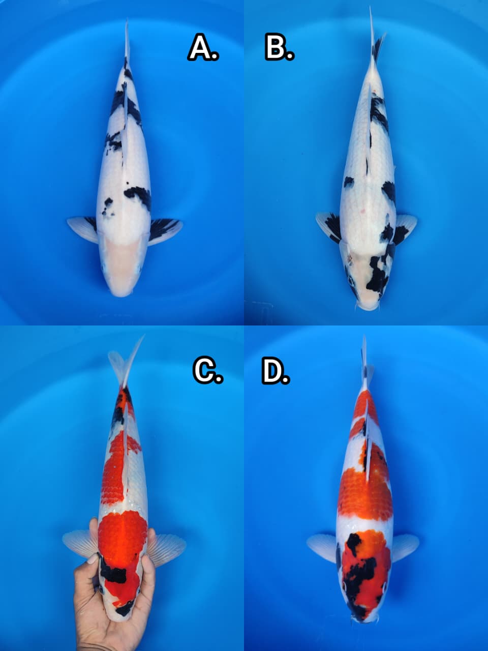Lelang Koi Online, Jual Beli Ikan Koi, Pasar Koi Terbaik, Agen Lelang Koi, Penawaran Koi Berkualitas, Harga Jual Koi, Lelang Ikan Koi Import, Beli Koi Online, Jual Koi Murah, Koi Showroom, Penjual Koi Terpercaya, Lelang Koi Jakarta, Jual Koi Lokal, Koi Kualitas Unggul, Harga Terbaik Koi, Jual Koi Indukan, Lelang Ikan Hias Koi, Pasar Koi Indonesia, Beli Koi Berkualitas Tinggi, Koi Farm Terbesar, Jual Beli Koi Impor, Lelang Ikan Koi Kualitas Premium, Daftar Harga Koi Terbaru, Pusat Jual Beli Koi, Info Lelang Koi Hari Ini.
