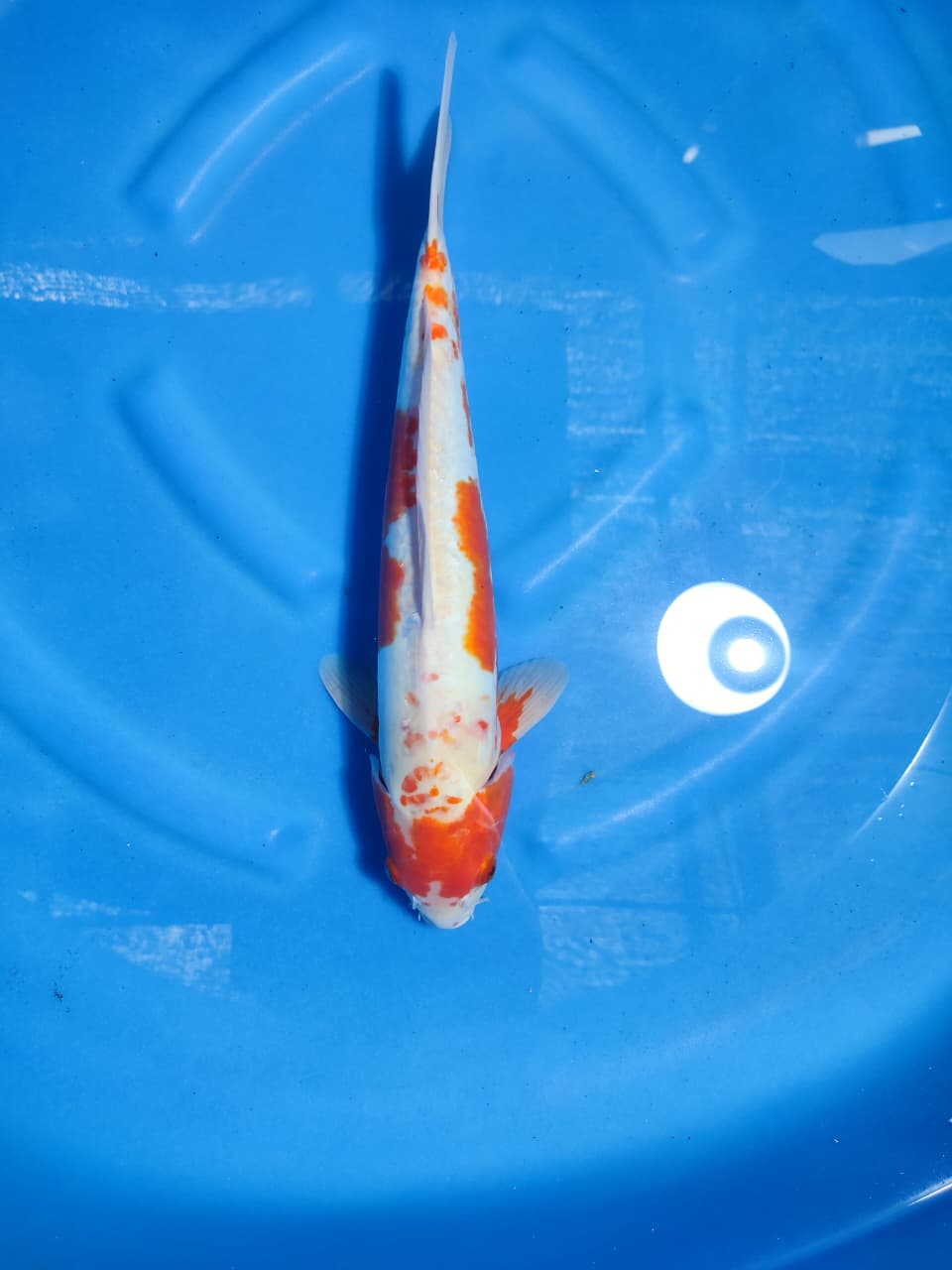 Lelang Koi Online, Jual Beli Ikan Koi, Pasar Koi Terbaik, Agen Lelang Koi, Penawaran Koi Berkualitas, Harga Jual Koi, Lelang Ikan Koi Import, Beli Koi Online, Jual Koi Murah, Koi Showroom, Penjual Koi Terpercaya, Lelang Koi Jakarta, Jual Koi Lokal, Koi Kualitas Unggul, Harga Terbaik Koi, Jual Koi Indukan, Lelang Ikan Hias Koi, Pasar Koi Indonesia, Beli Koi Berkualitas Tinggi, Koi Farm Terbesar, Jual Beli Koi Impor, Lelang Ikan Koi Kualitas Premium, Daftar Harga Koi Terbaru, Pusat Jual Beli Koi, Info Lelang Koi Hari Ini.